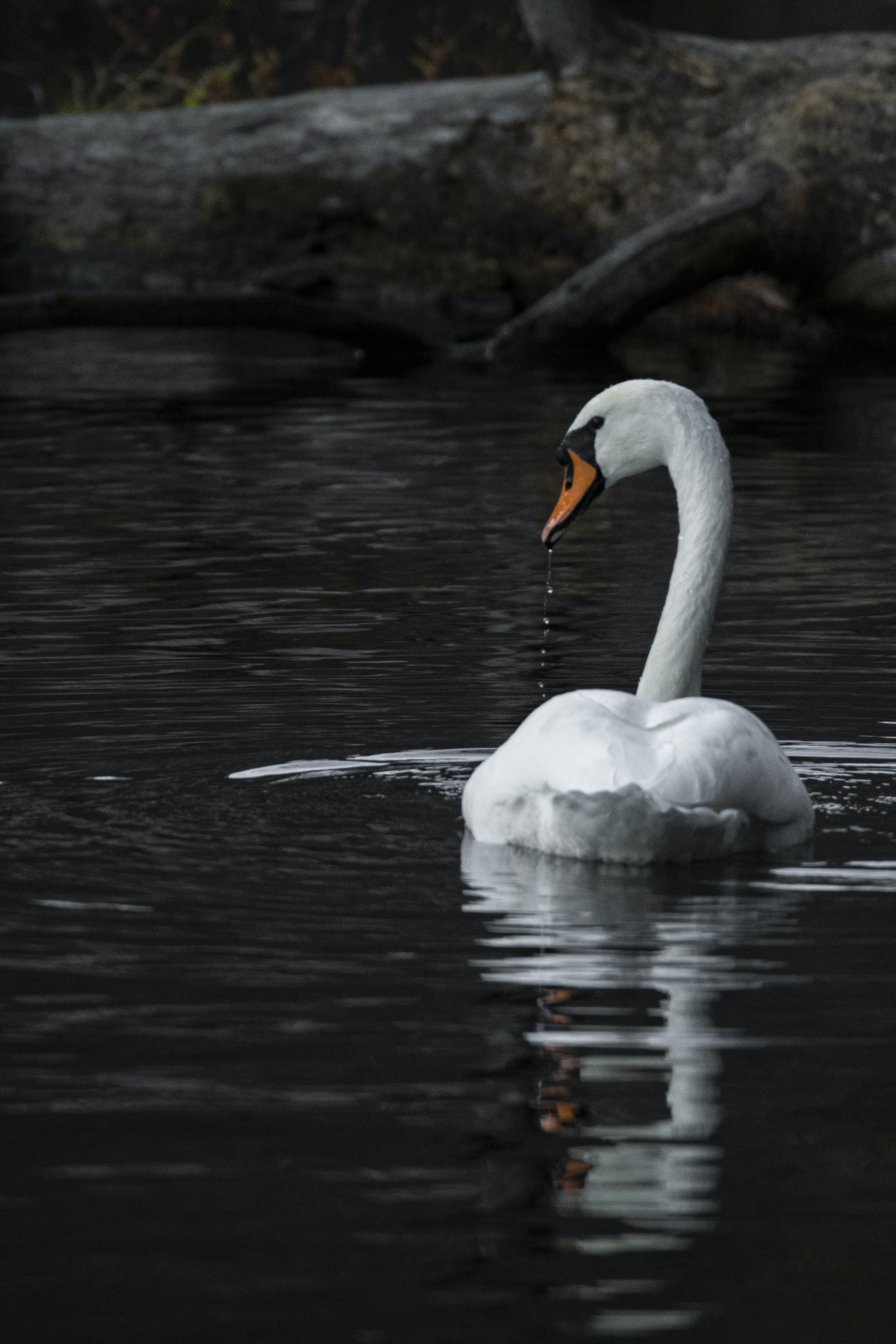 4000x6000  SWAN Bird Ultra HD настольные столы для настольных столов для 4K UHD TV: широкоэкранный \ U0026 Ultrawide Desktop \ U0026 Ноутбук: Multi Display, Dual Monitor: Tablet: Smartphone