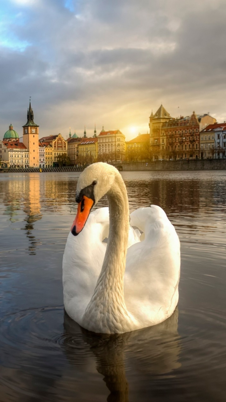 750x1334  SWAN Art Wallpaers - Top Free Free Fulds Fulds - обои. 350+ Лучшие бесплатные Swan Stock Photos \ U0026 Изображения · 100% RANKTION FREANTY HD Downloads
