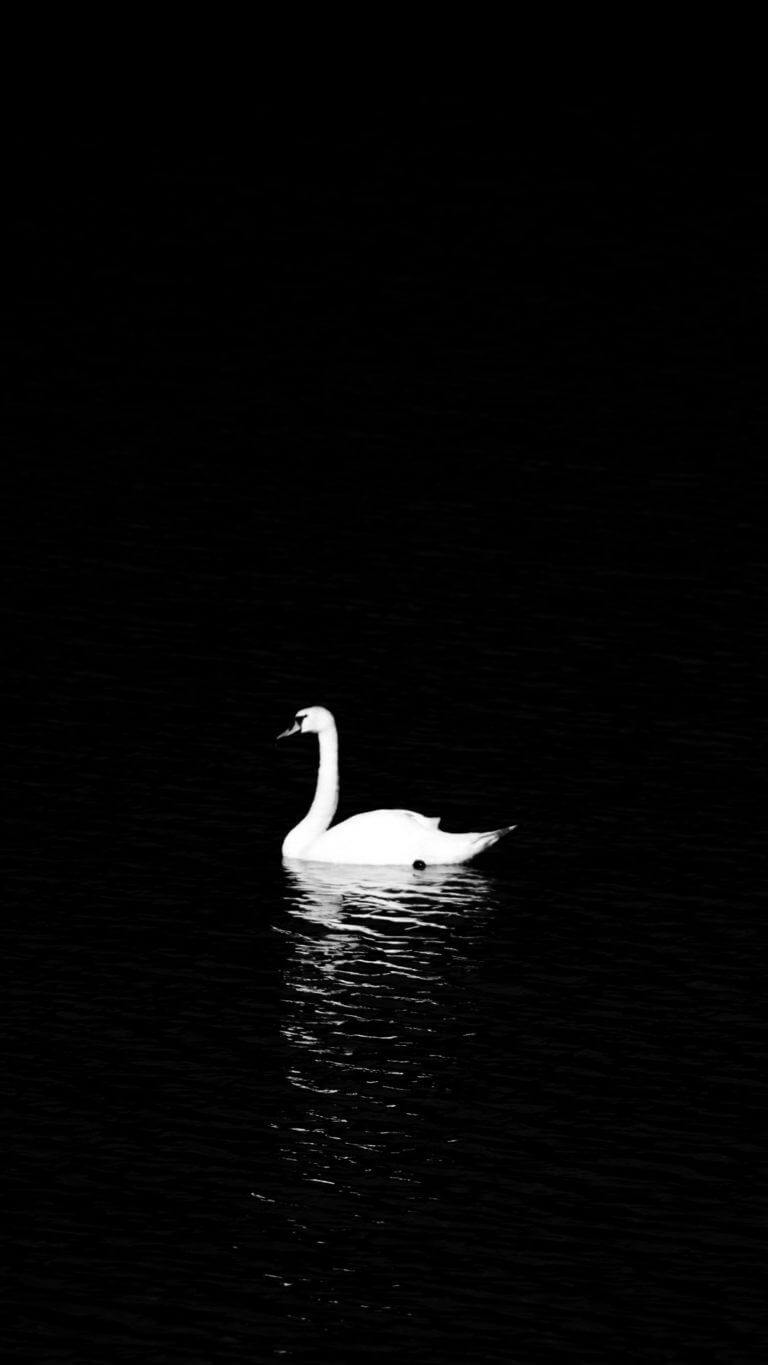 768x1365   500+ Swan Pictures [HD] | Скачать бесплатные изображения на unsplash