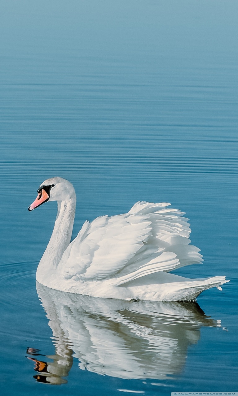 768x1280  two красивые белые лебеди на озере - HD обои 