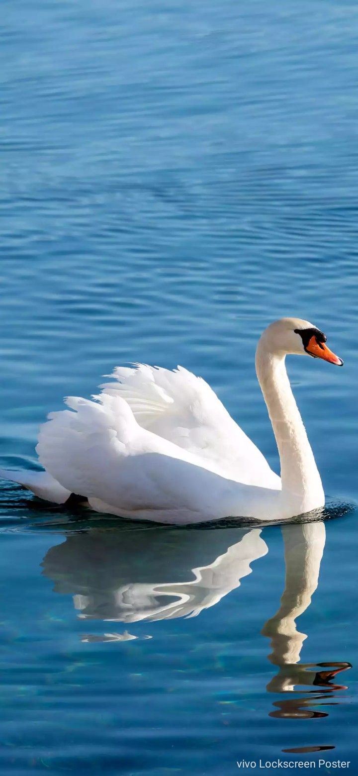 720x1560  SWAN, птицы, вода, HD Телефонные обои | ПикпксPIN -код Кэтрин Л. Давент на Лебедях и Лебедь Принцесса | Лебедные обои, перекрестные картины, лебедя animal