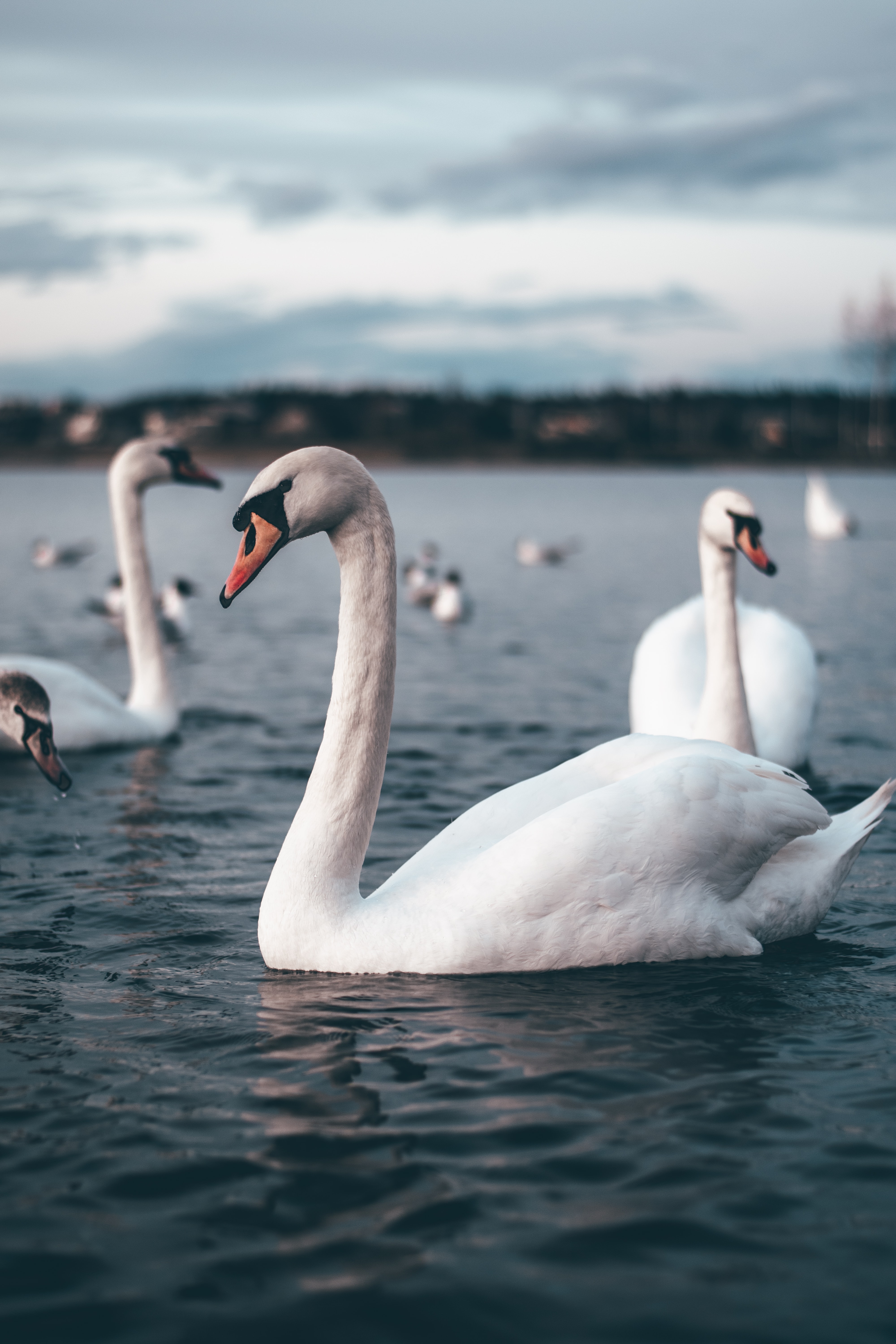 4000x6000  SWAN HD для Android - APK Download