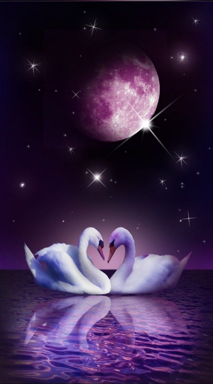 685x1232   Wallpaper Swan, пара, озеро, милые животные, любовь, животные #4510 - стр. 4