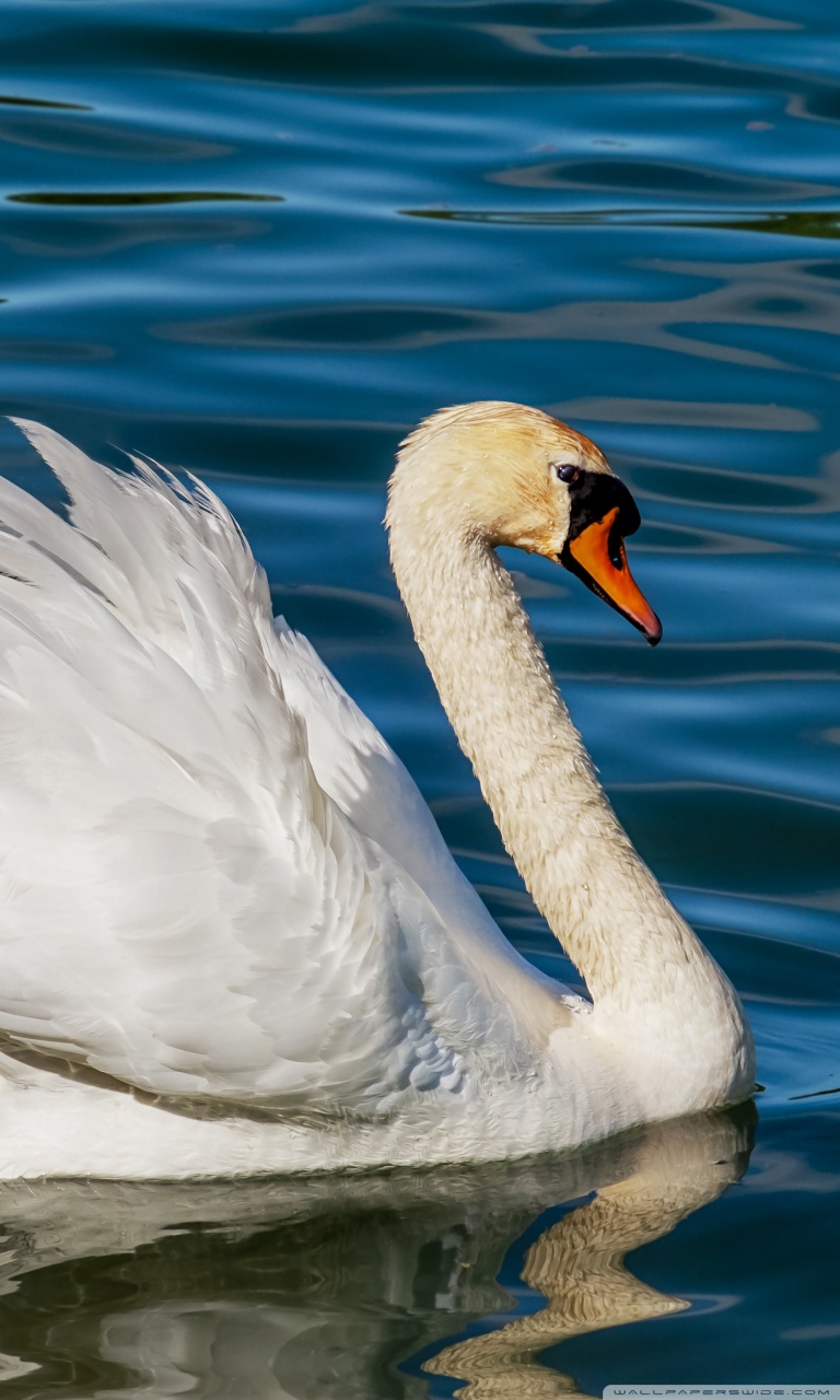 768x1280   Лебедь, птица, белый, свет, размытие, HD Телефон Обои | Peakpx