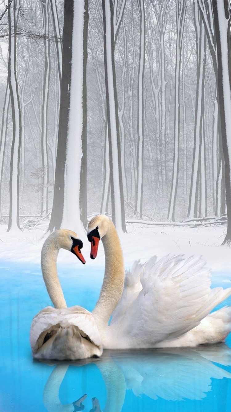750x1334  White Swan Pictures | Скачать бесплатные изображения на unsplash