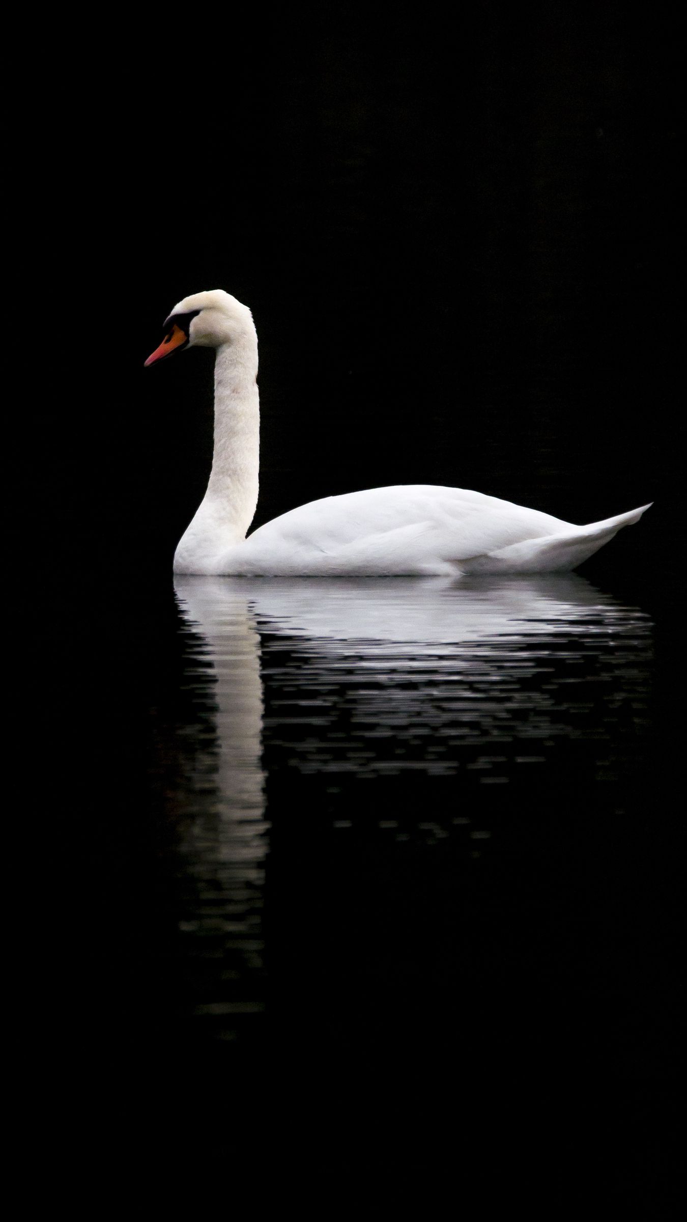 1350x2400  iphone11papers.com | iPhone11 Обои | ai37-water-swan -phite-drop-art-illust 