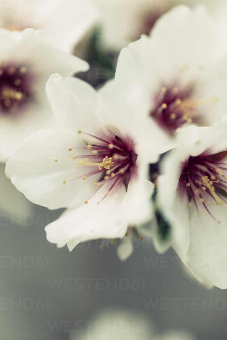 738x1106  close up of almond blossom · бесплатный сток. HD обои скачать бесплатно | Обои Flare 