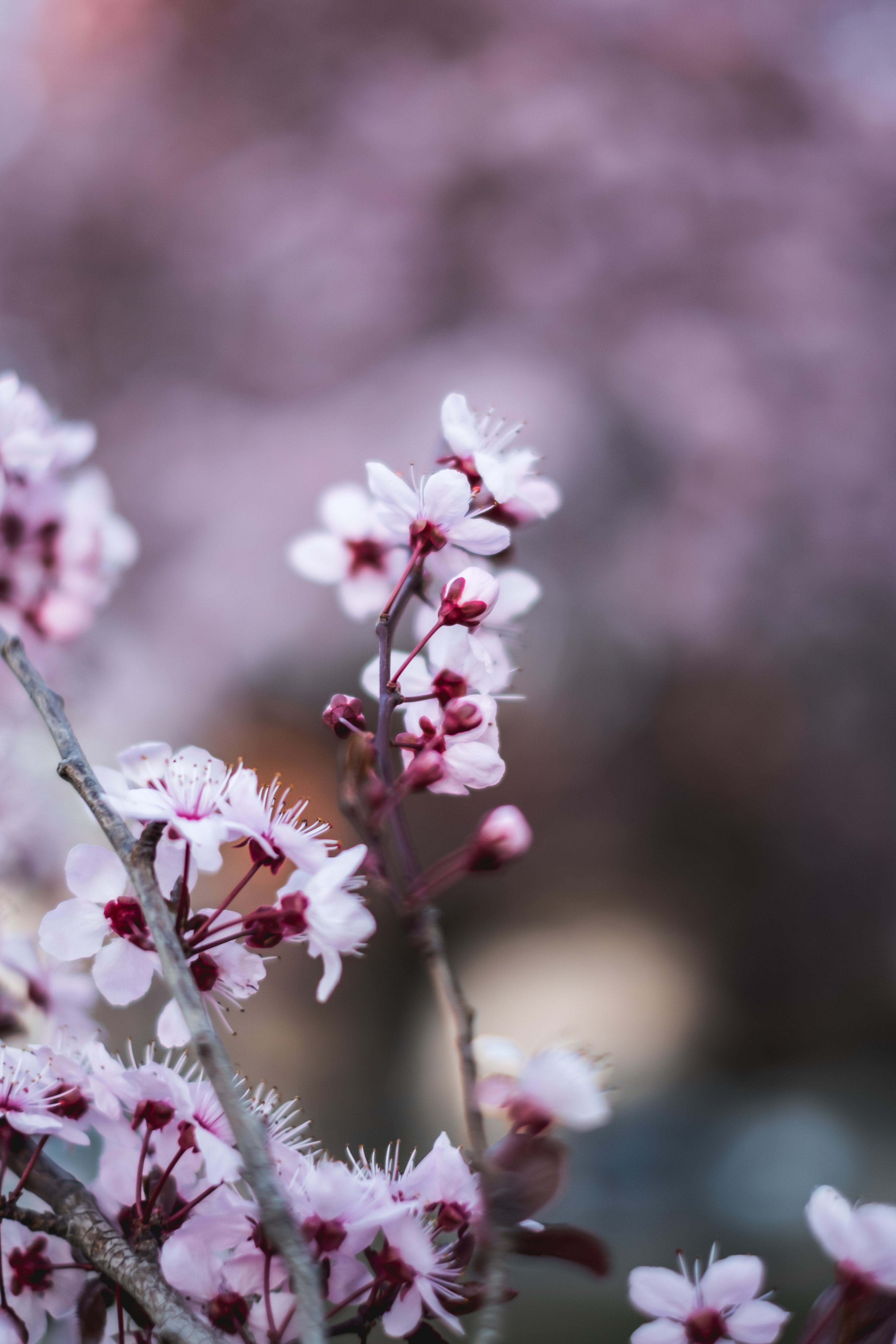 3512x5268  ALMOND BLOSSOMS, ALMOND, BLOSSOMS, BLUETE, FLOWERS, FRUEHLING, MANDEL, Nature, HD Телефон Обои | Peakpx