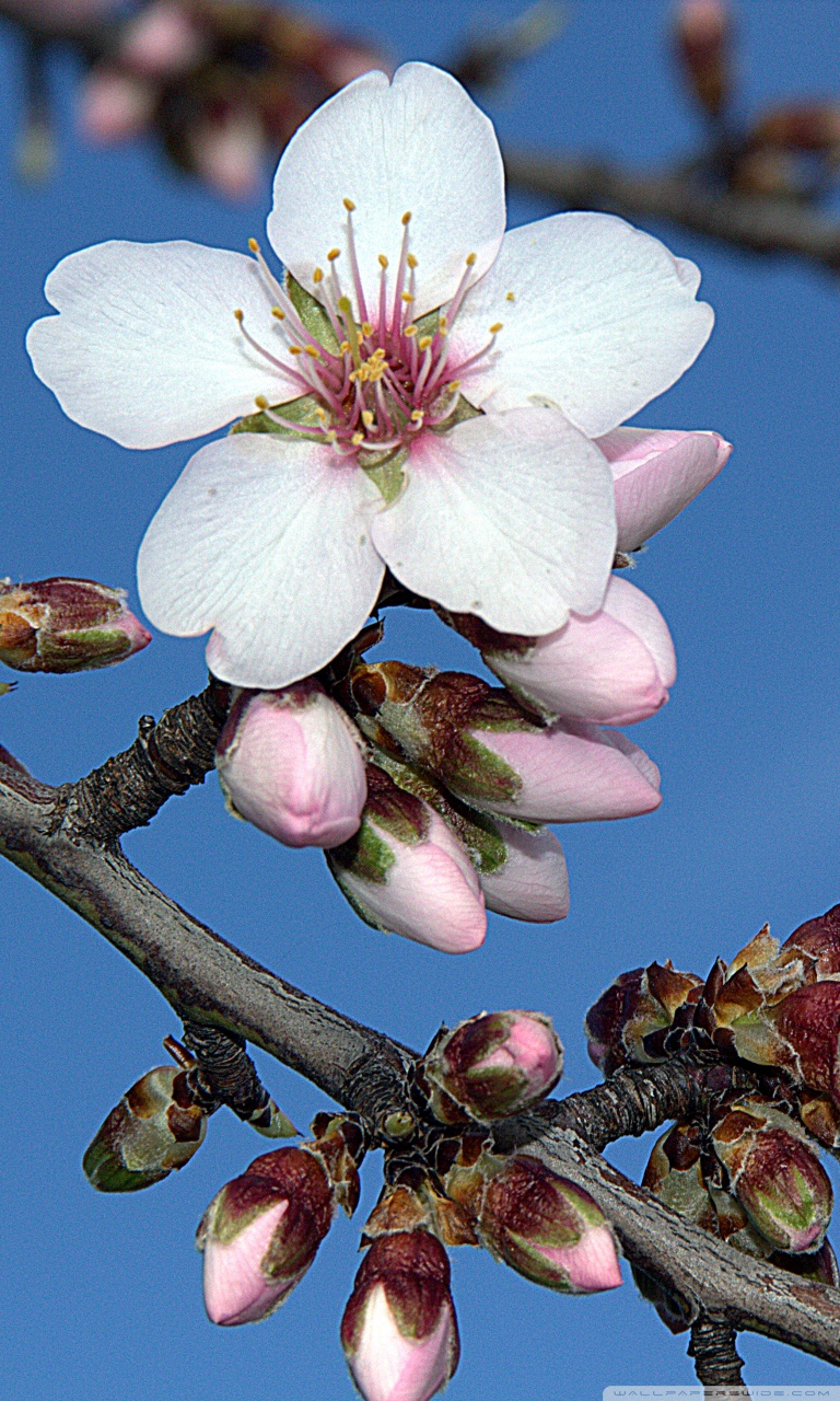 768x1280   iPhone сетчатка, которые мне нравятся! | Красивые цветы, красивые цветы, цветы природа 