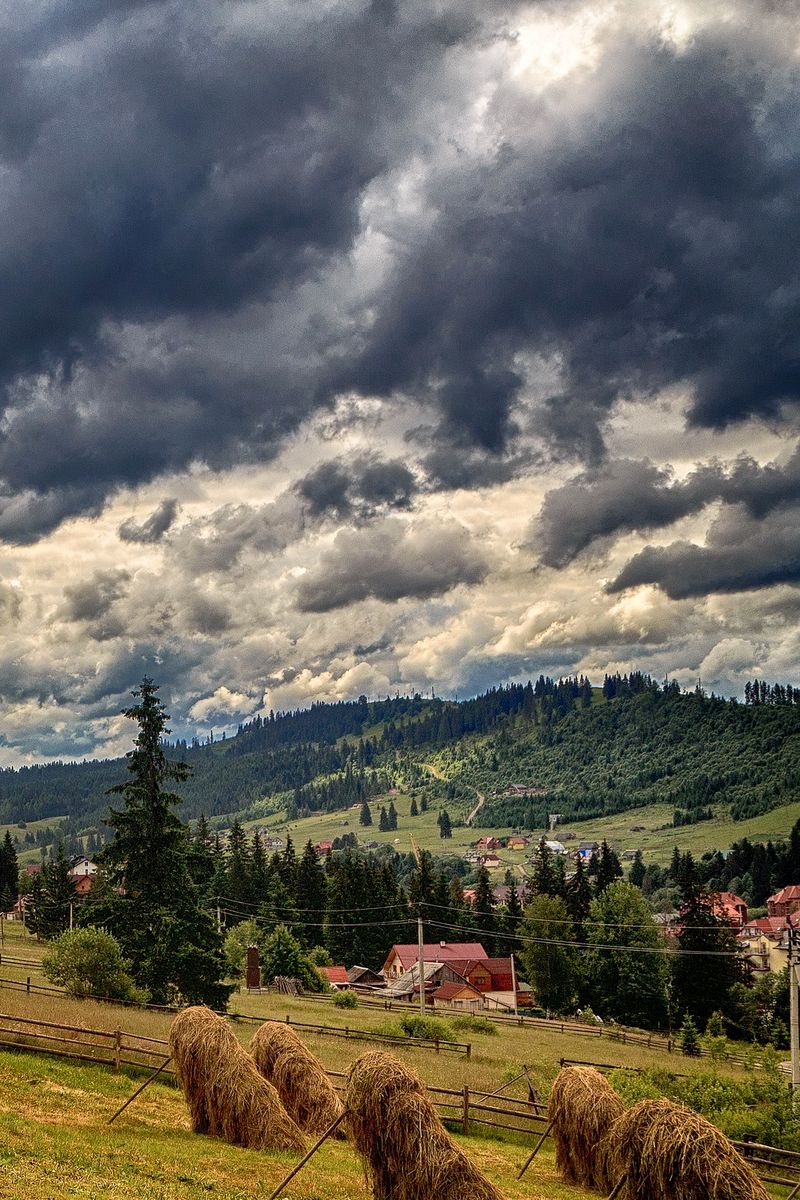 800x1200  download обои 800x1200 Украина, Карпаты, деревья, зима, снег, ручные деревья, вес iPhone 4s/4 для Parallax hd founal