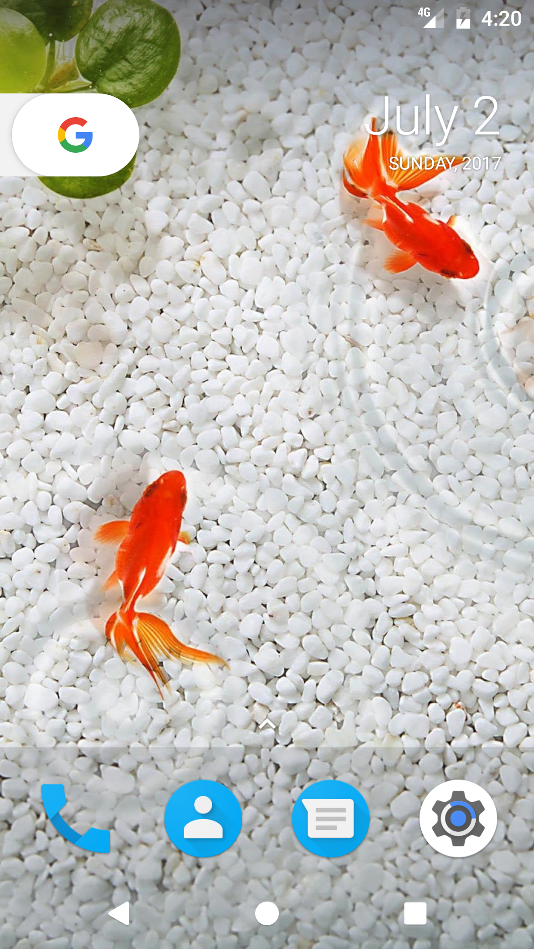 1080x1920   Рыбные обои картинки | Скачать бесплатные изображения на unsplash