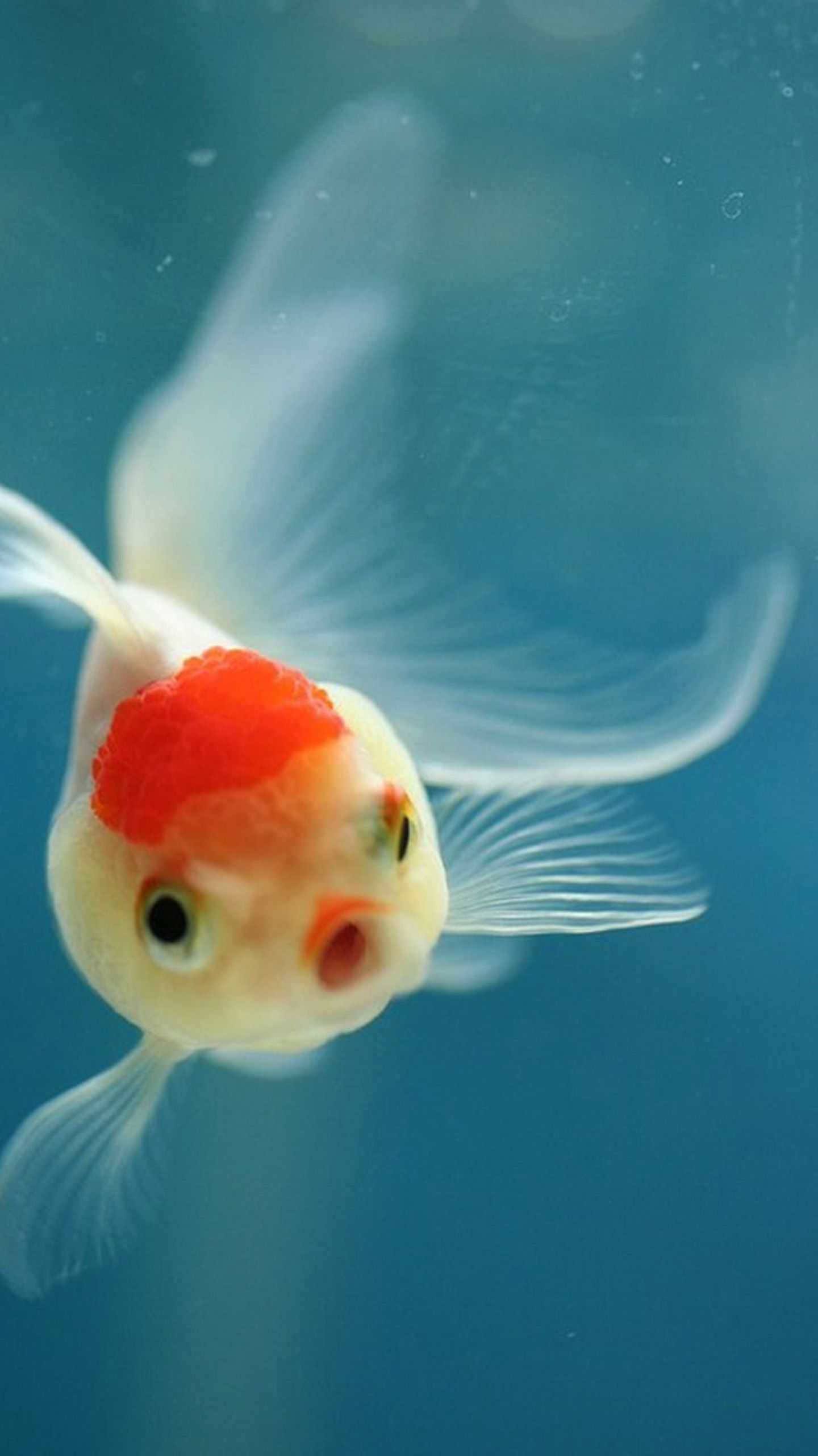 1440x2560  3D KOI Fish Wallaper HD - 3D Fish Live Walpapers Pour Android - Télécharge L'Apk 