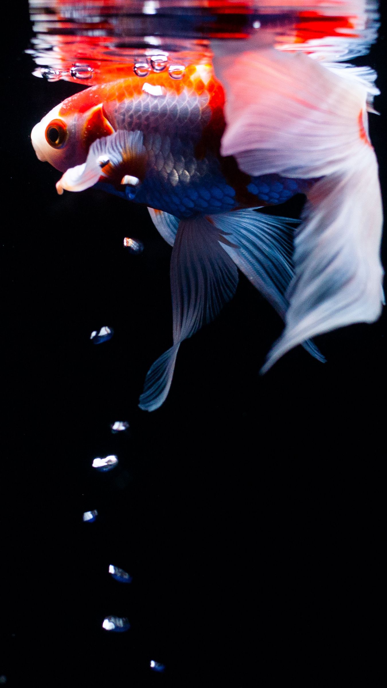 1350x2400  best zebra fish iphone hd обои - ilikewallpaper