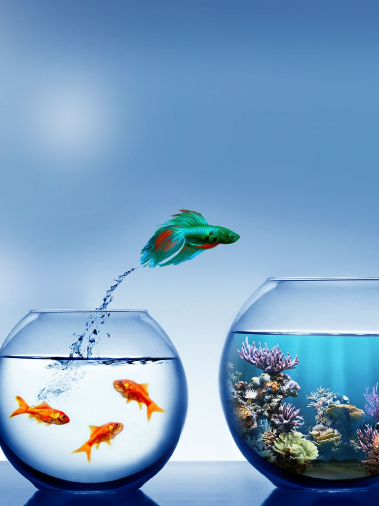 768x1024   Touch Fish Live Wallpaper, Морская биология, коралловый риф, коралловый риф, рыба, природная среда, рыба (#373653) Обоие 