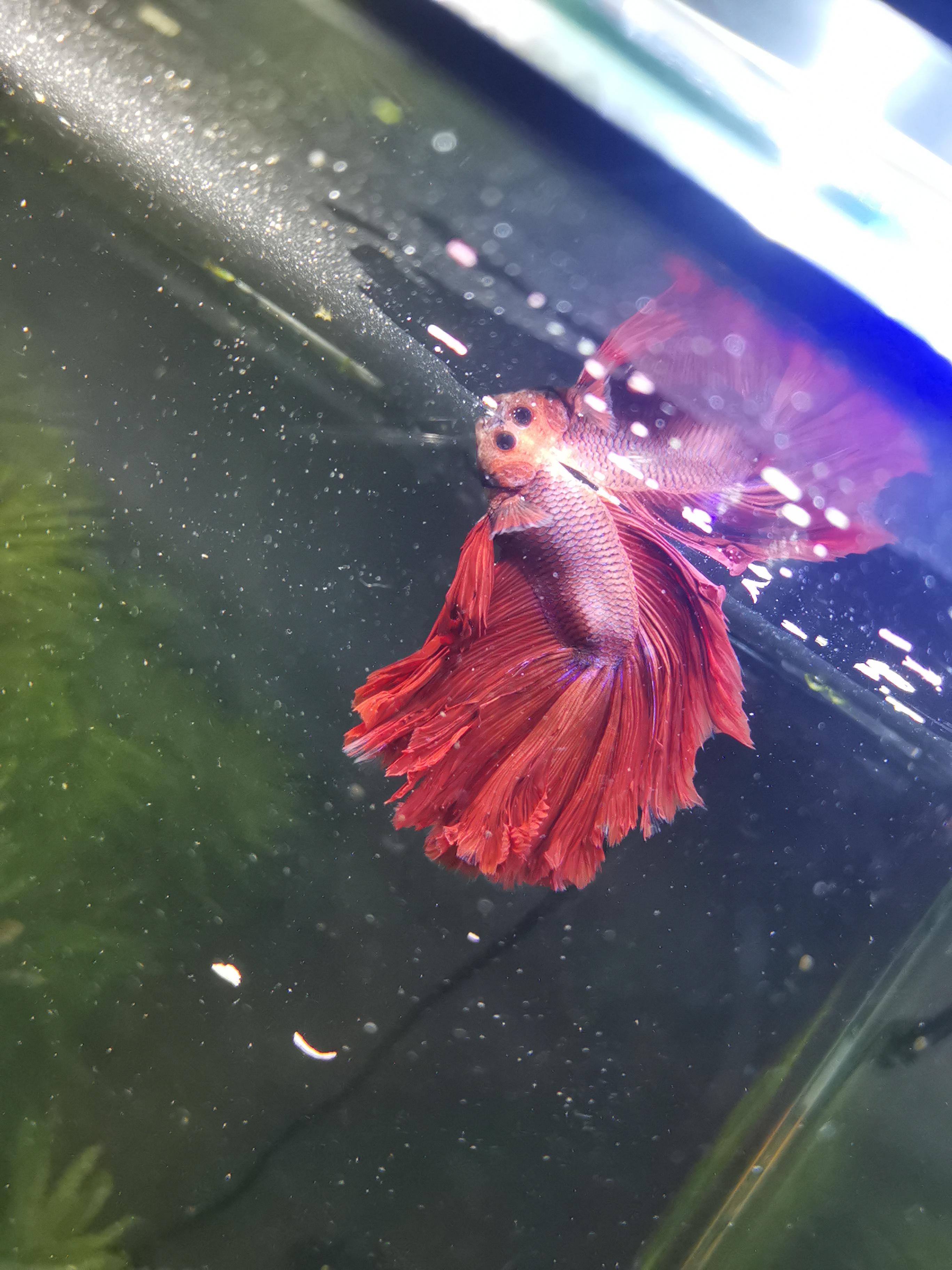 2736x3648  free Скачать рыб на рабочем столе обои HD Bright Fish Fish HD обои [2160x1920] для вашего рабочего стола, мобильный \ U0026 Tablet | Исследуйте 48+ HD обои рыбу | Бесплатные живые движущиеся рыбные обои, клоун 