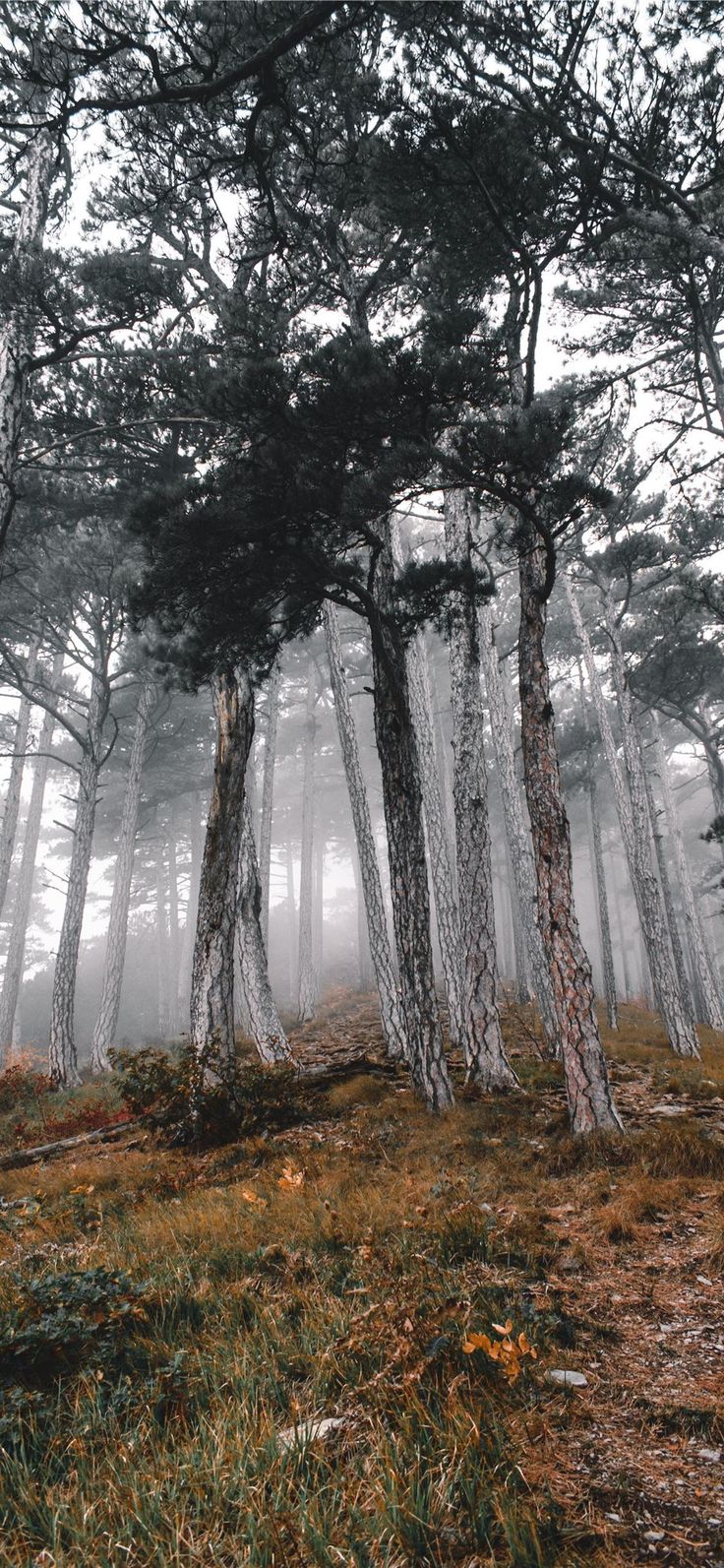 736x1593  Swallow Nest, Castle, Acmera, HD Телефон Обои | Peakpx