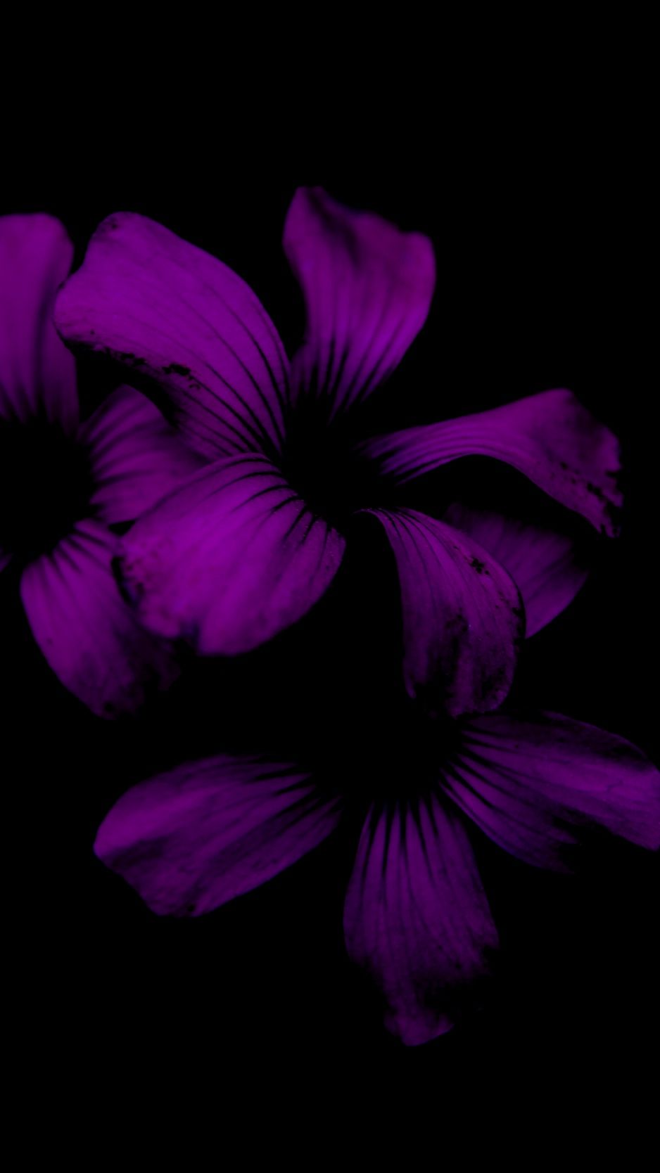 938x1668  flowers Purple Pictures | Скачать бесплатные изображения на Unsplash 