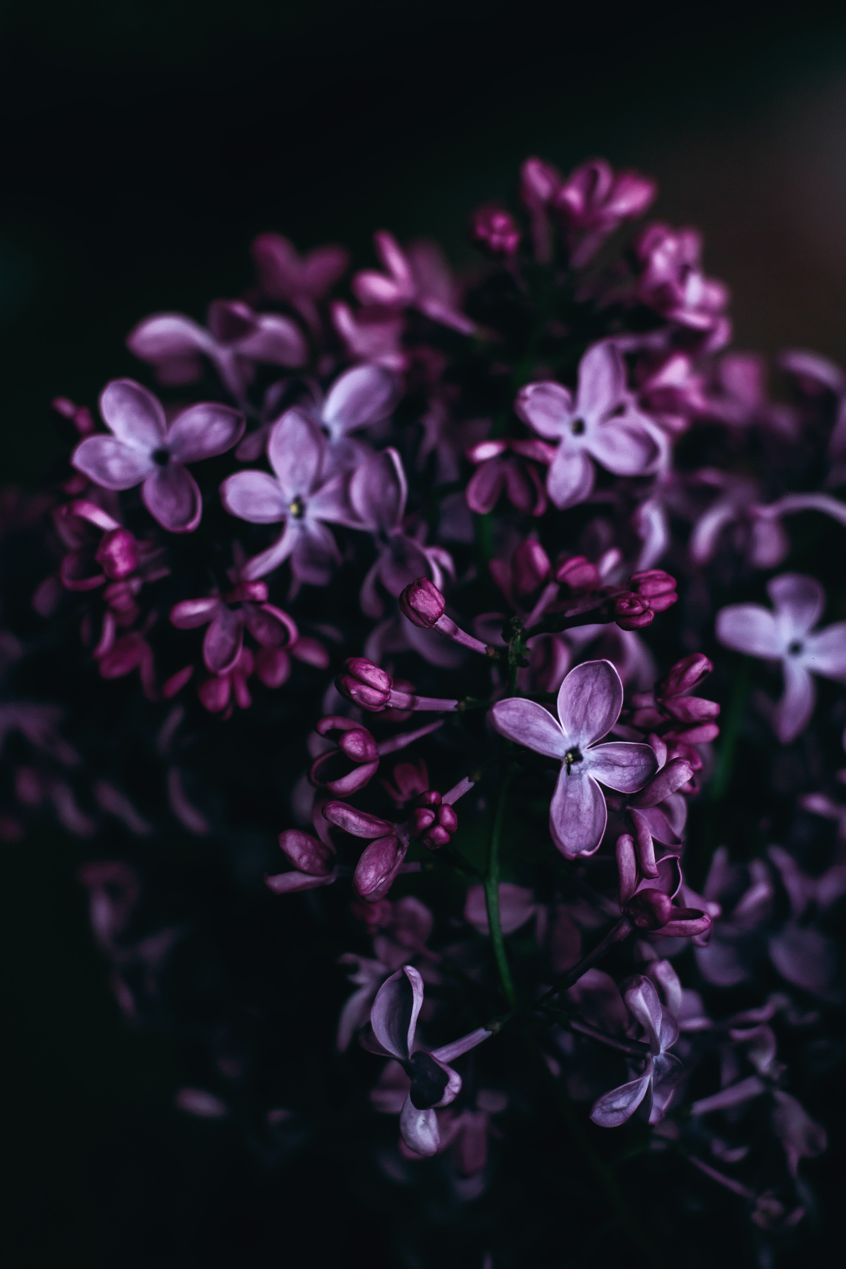 3456x5184  purple Flower Wallpar для iPhone | 3D обои | Фиолетовые цветы Обои, фиолетовые обои телефон, фиолетовые обои 
