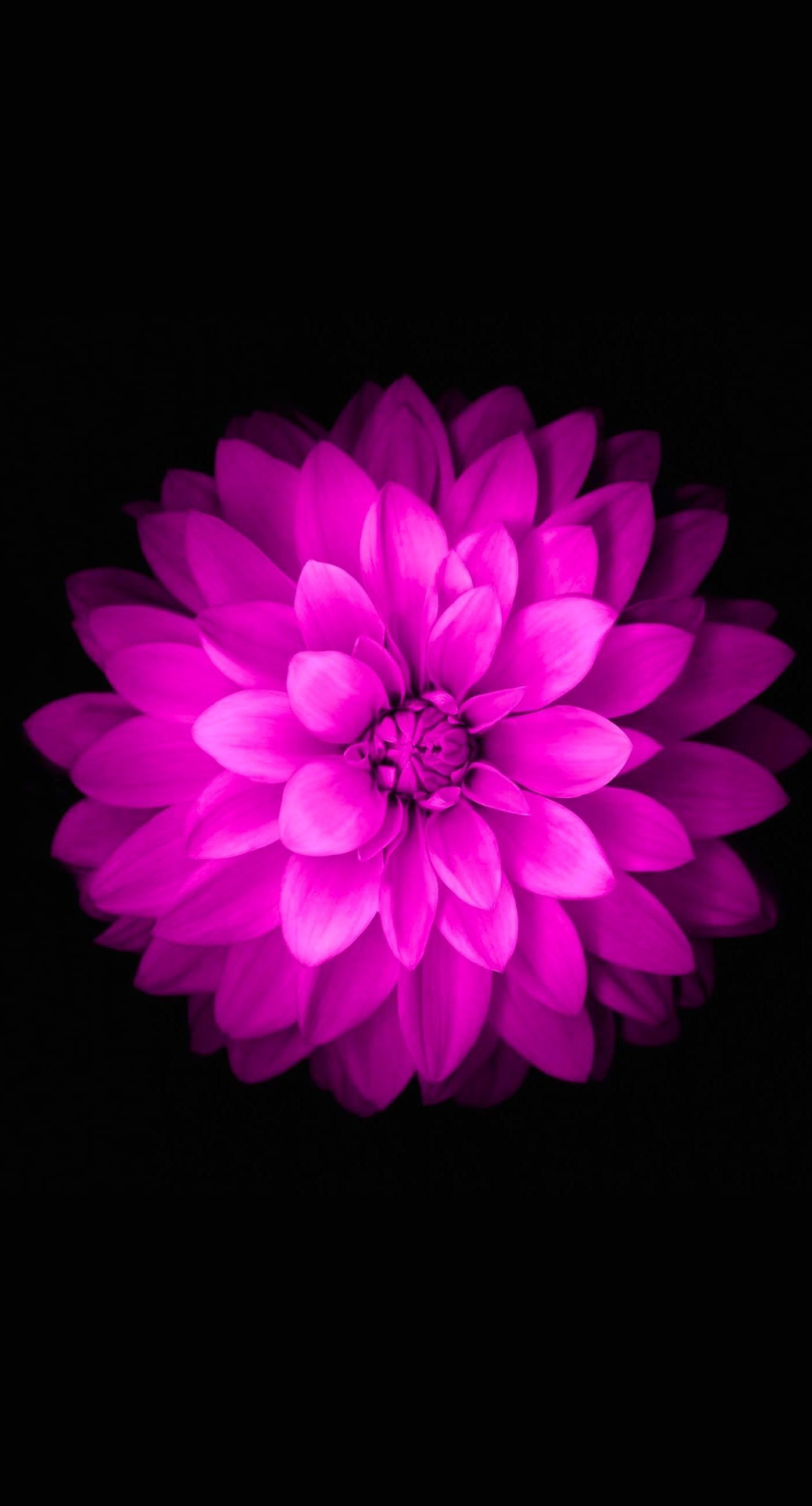 1398x2592  best Purple Flowers Обои, опубликованные Sarah Peltier