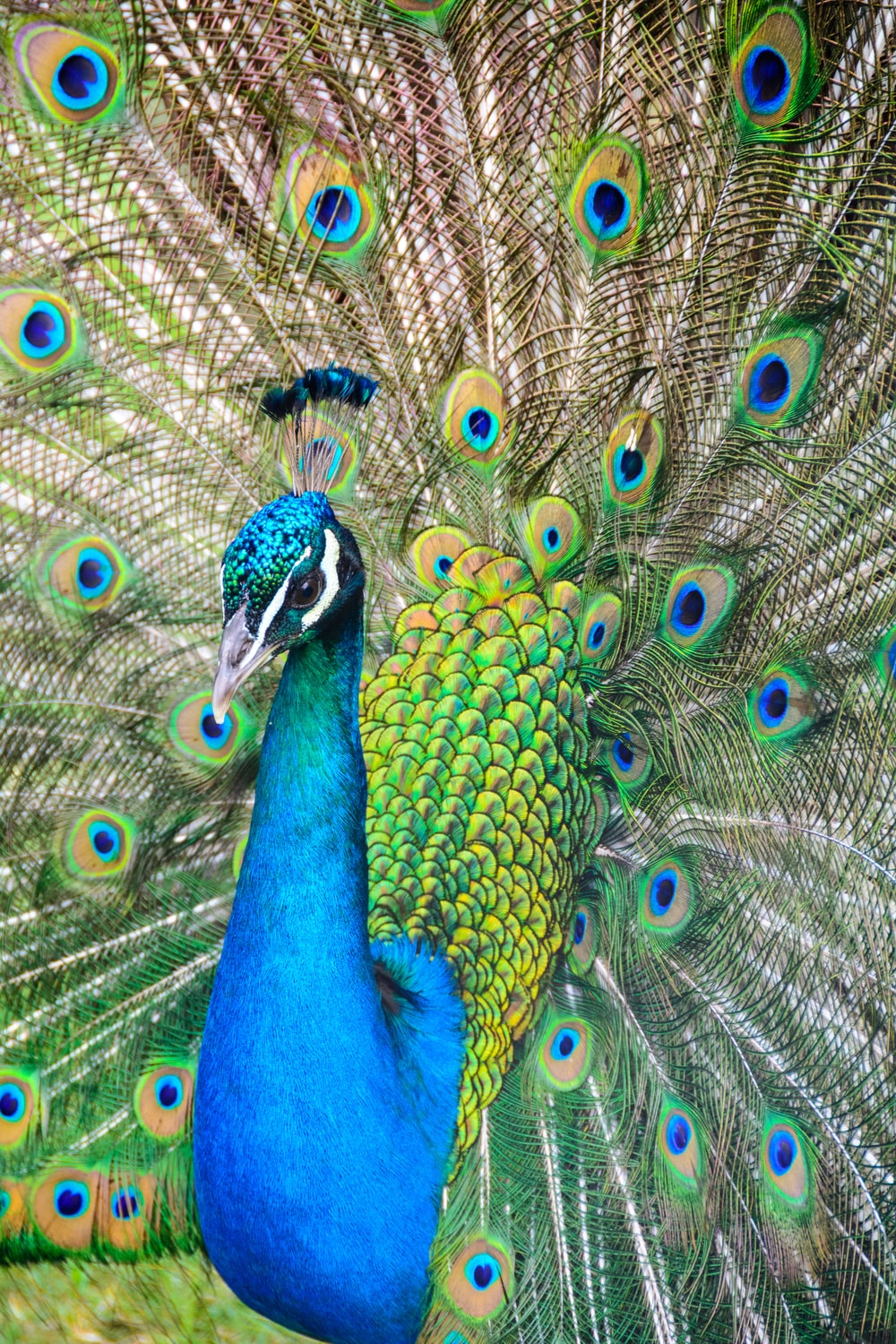 1000x1500  peacocks картинки | Скачать бесплатные изображения на Unsplash