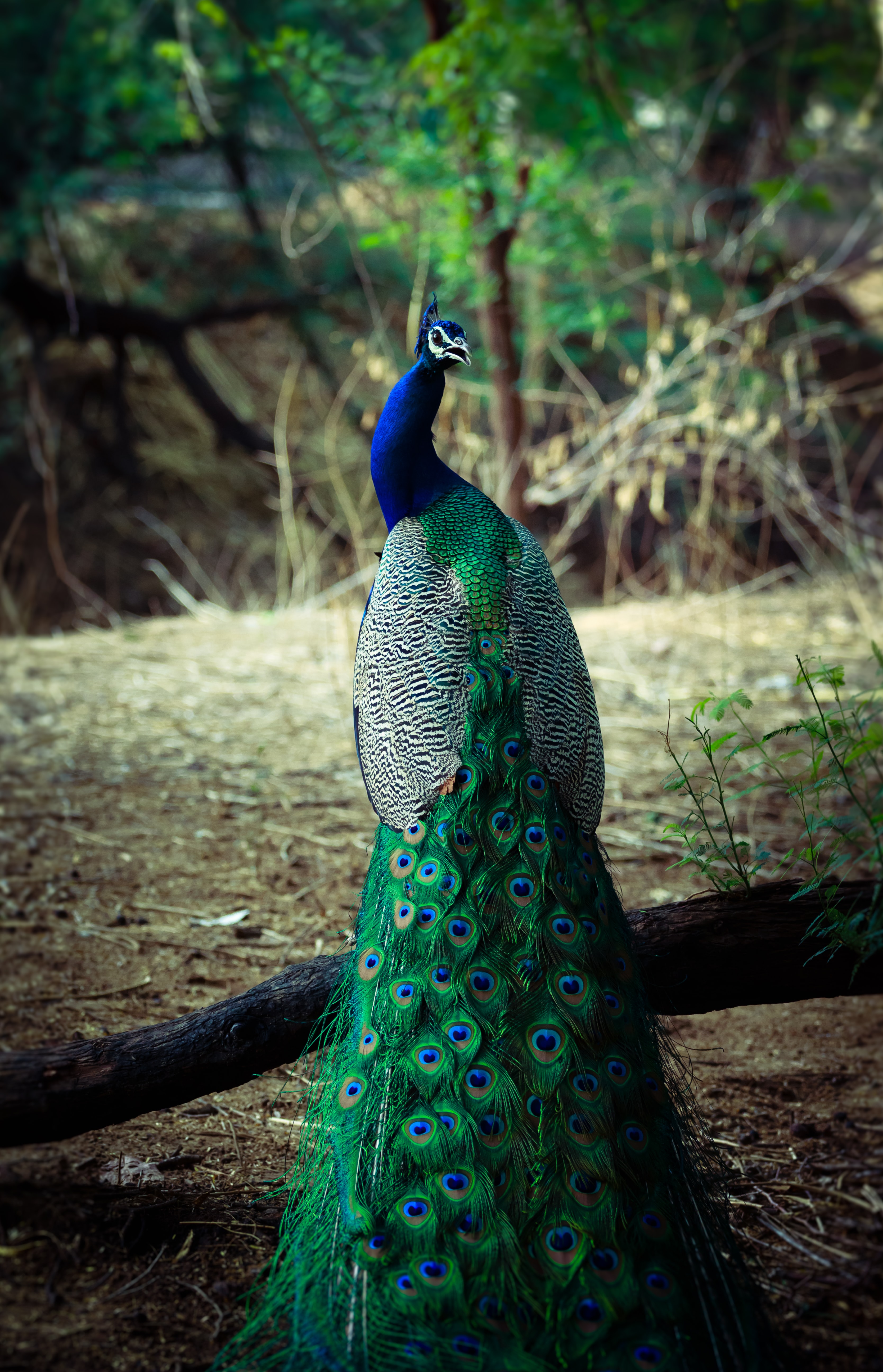 3336x5184  Peacocks Фотографии | Скачать бесплатные изображения на обои Unsplash