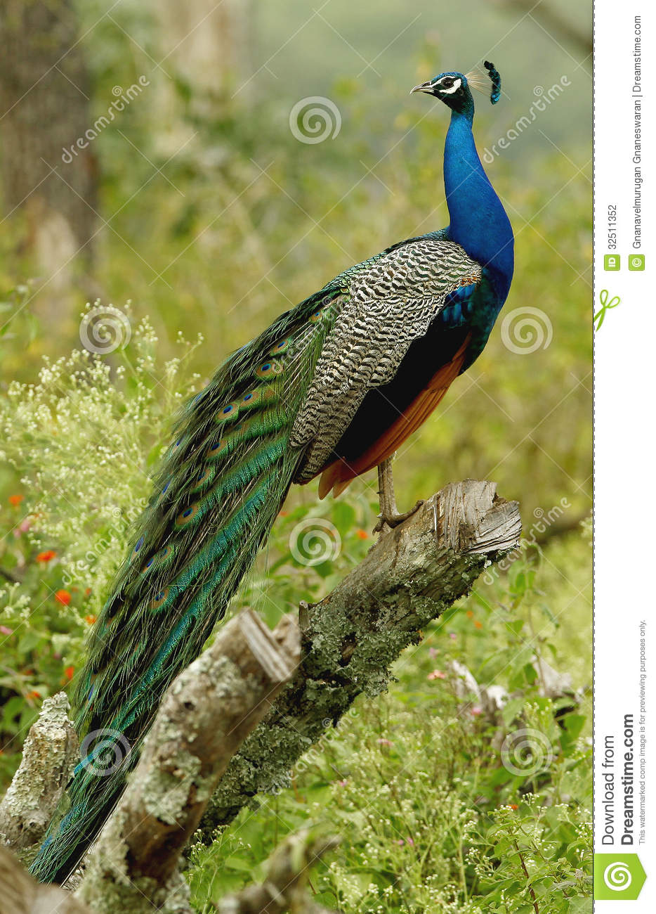 934x1300  Peacock Перья картинки | Скачать бесплатные изображения на unsplash