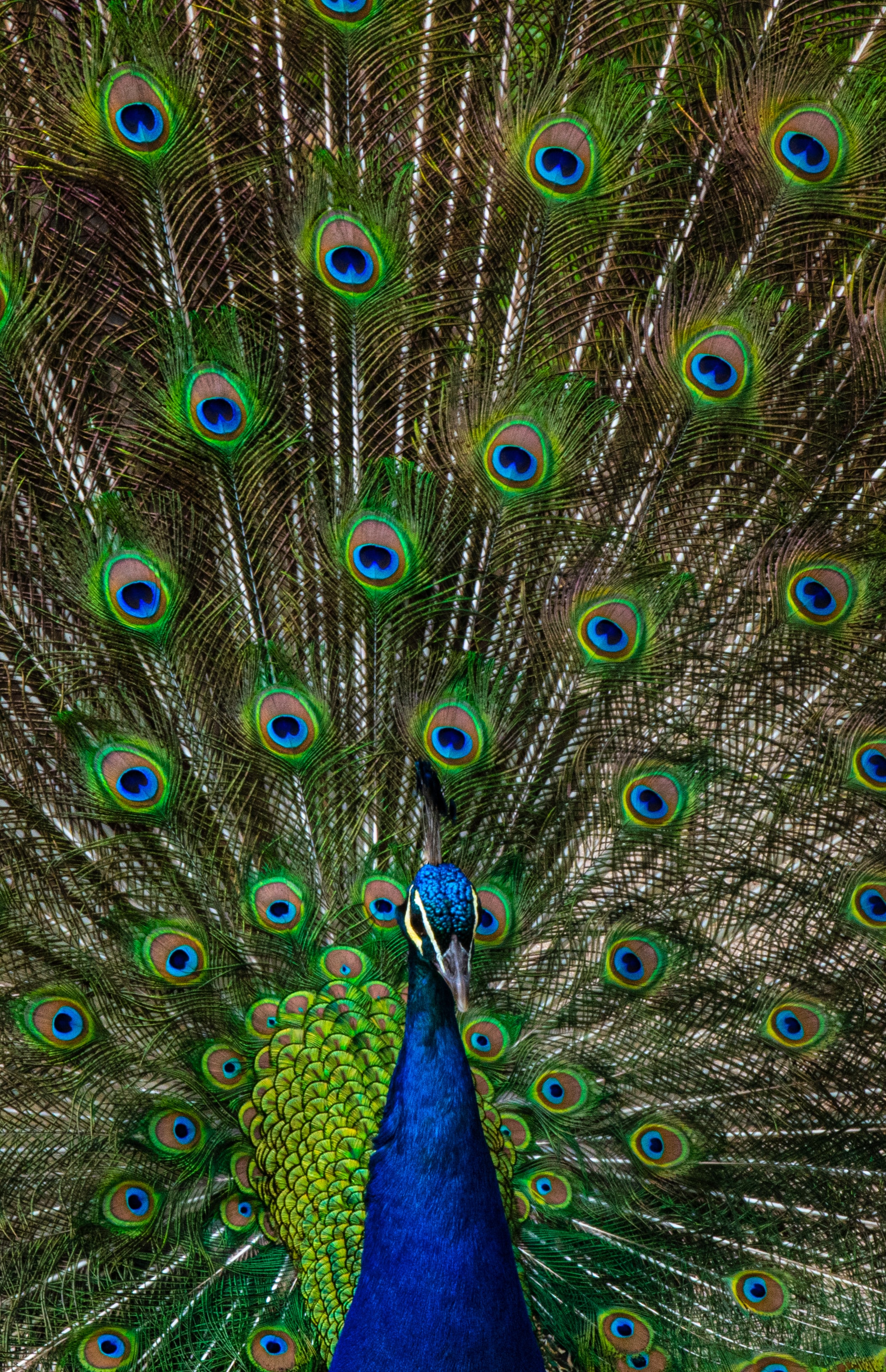 2107x3262  Beautiful White Peacock на ветви деревье HD обои | ID #41626 