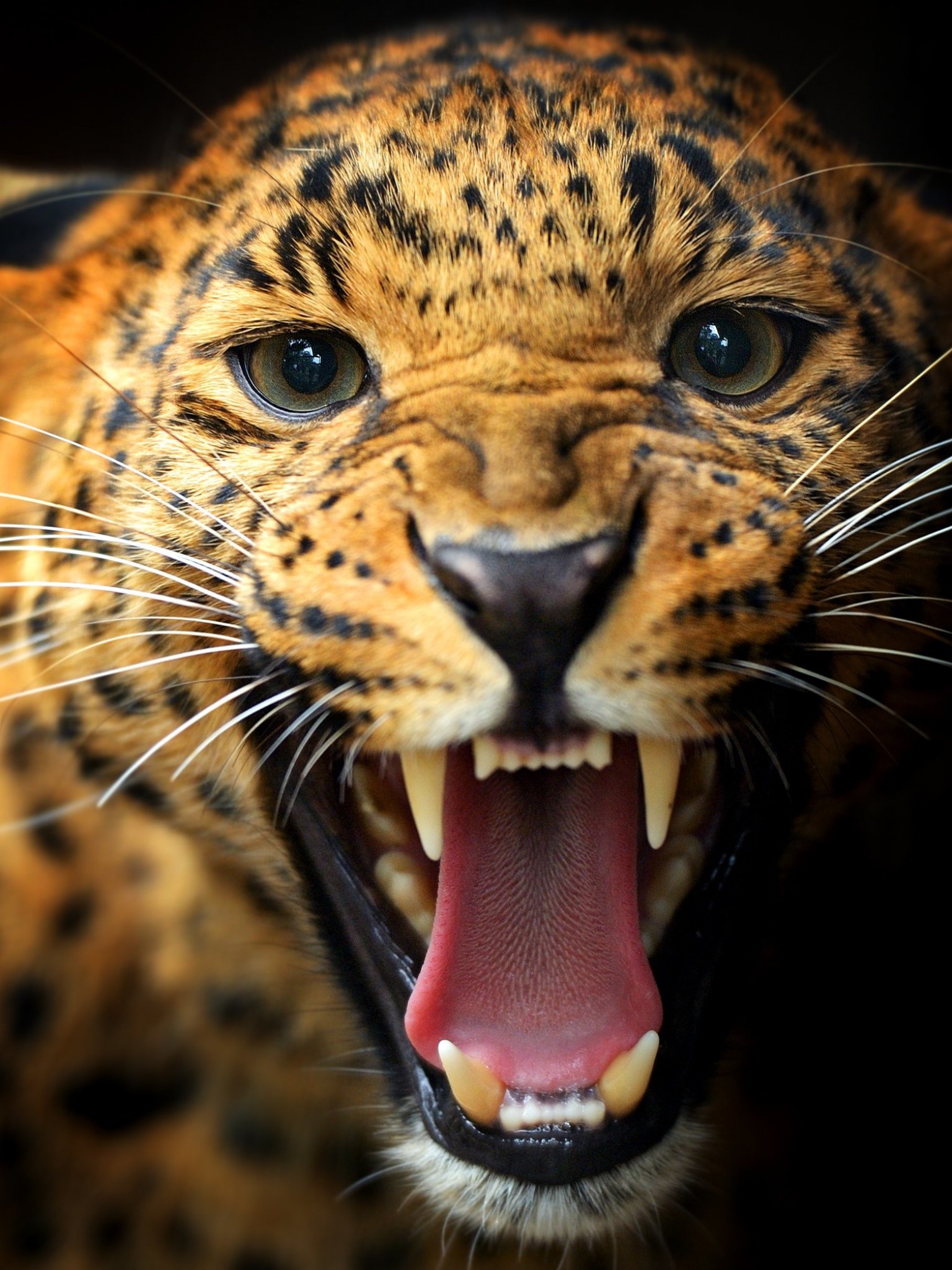 Рычание Леопарда
