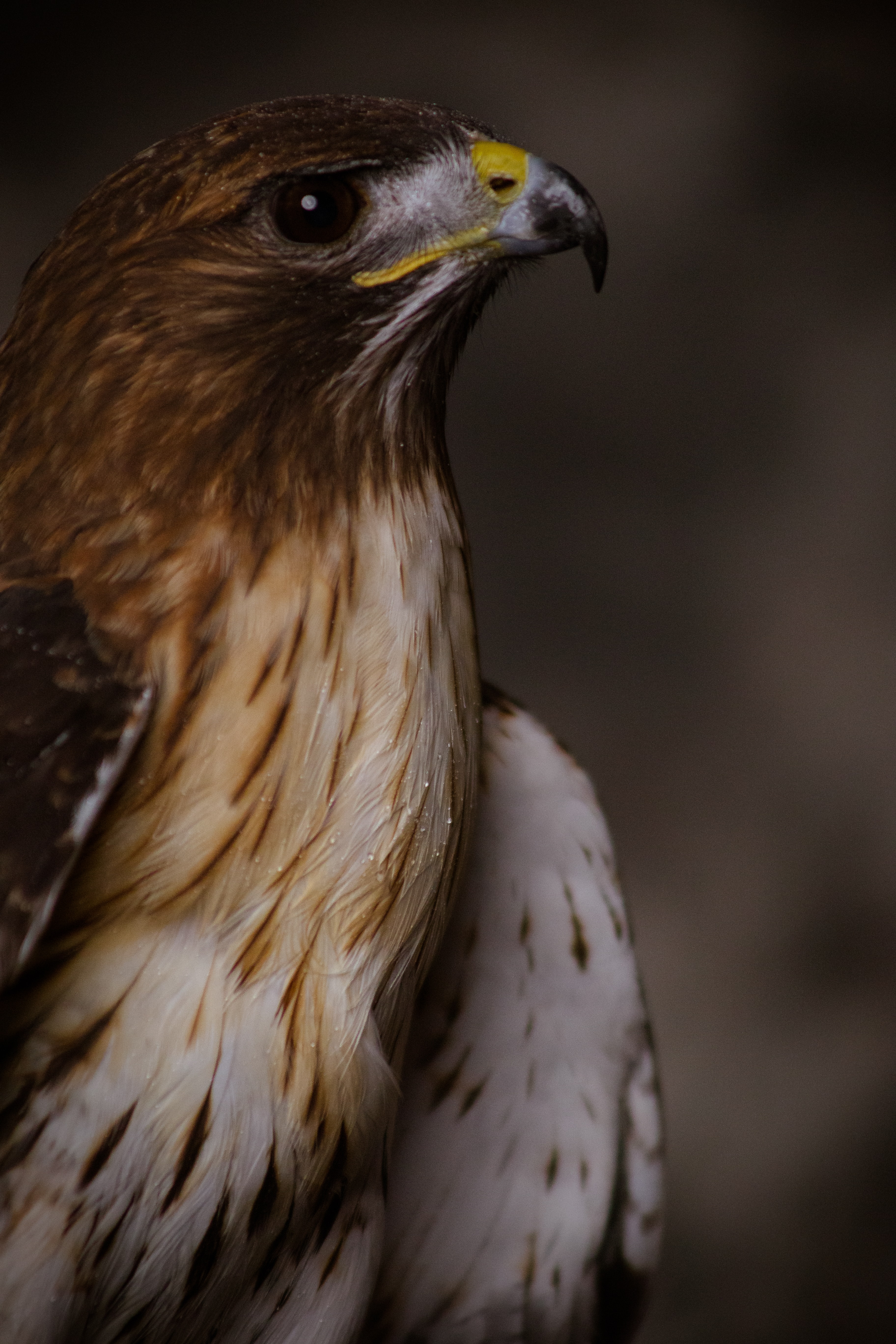 3648x5472  FALCON IPHON WALPAPERS - TOP Free Falcon iPhone фон - WallpaperAccess