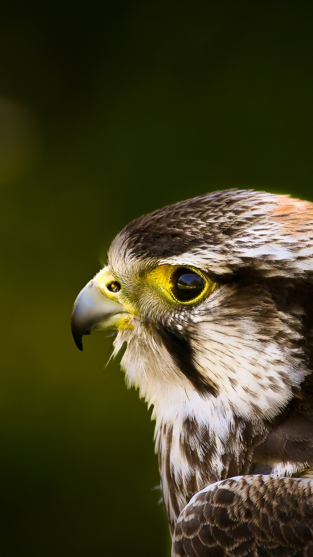 1080x1920   21+] Обои на рабочем столе Avengers Falcon на обои на обоях обои на обои на обоях на обоях на обоях на обоях изображениях Скачать бесплатные изображения на unsplash