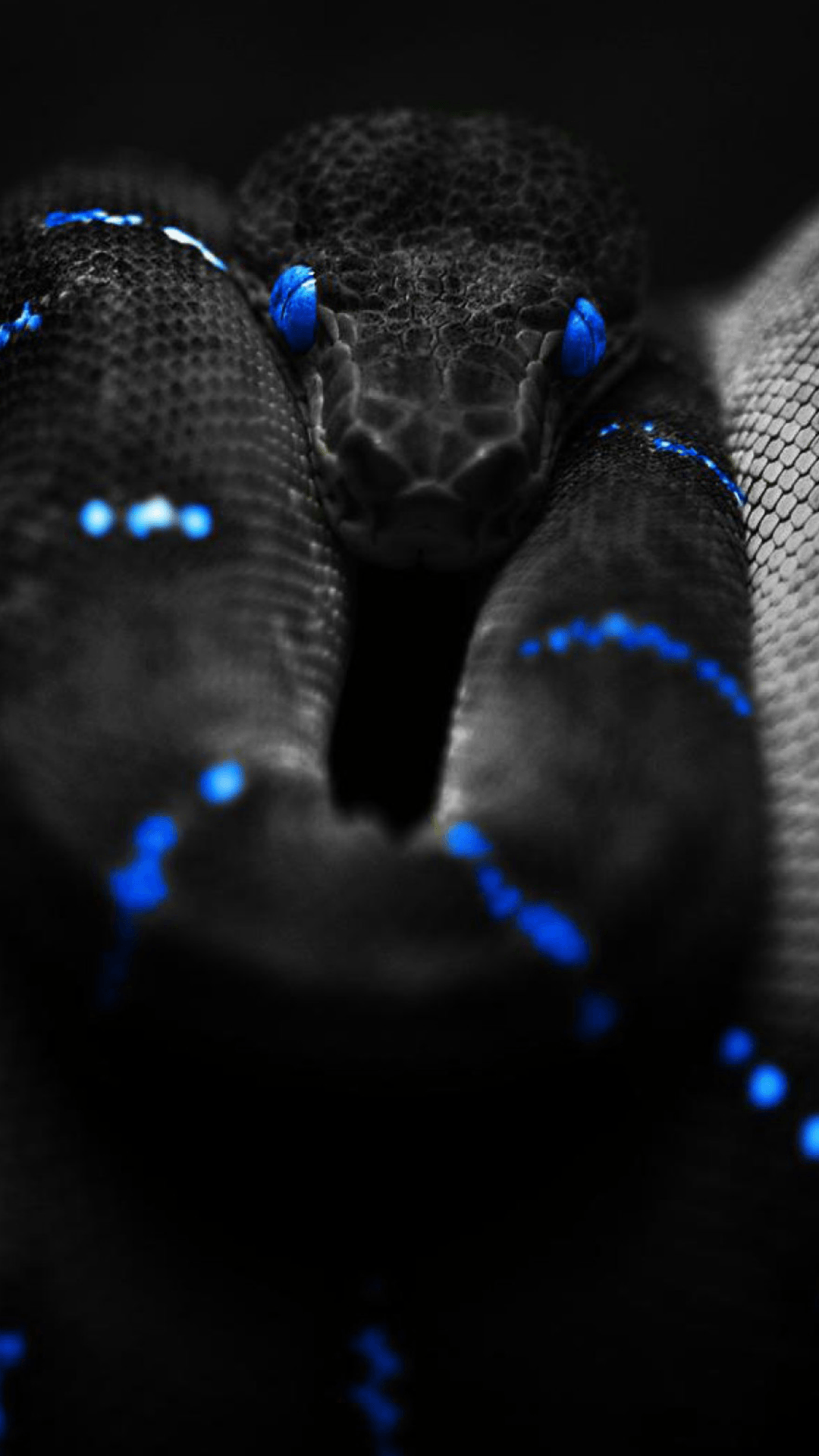 1080x1920  Viper Snake HD Wallpapers - Обои Cave