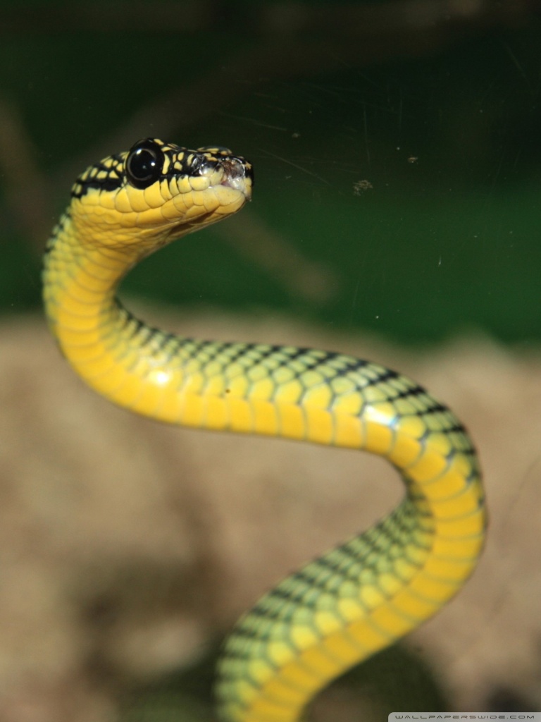 768x1024  Solid Snake Phone Wallpaper (мной)! #MetalGearSolid #mgs #MGSV #MetalGear #Konami #cosplay # PS4 #game #MGSVTPP | Металлическая шестерня Metal gear solid Змея обои