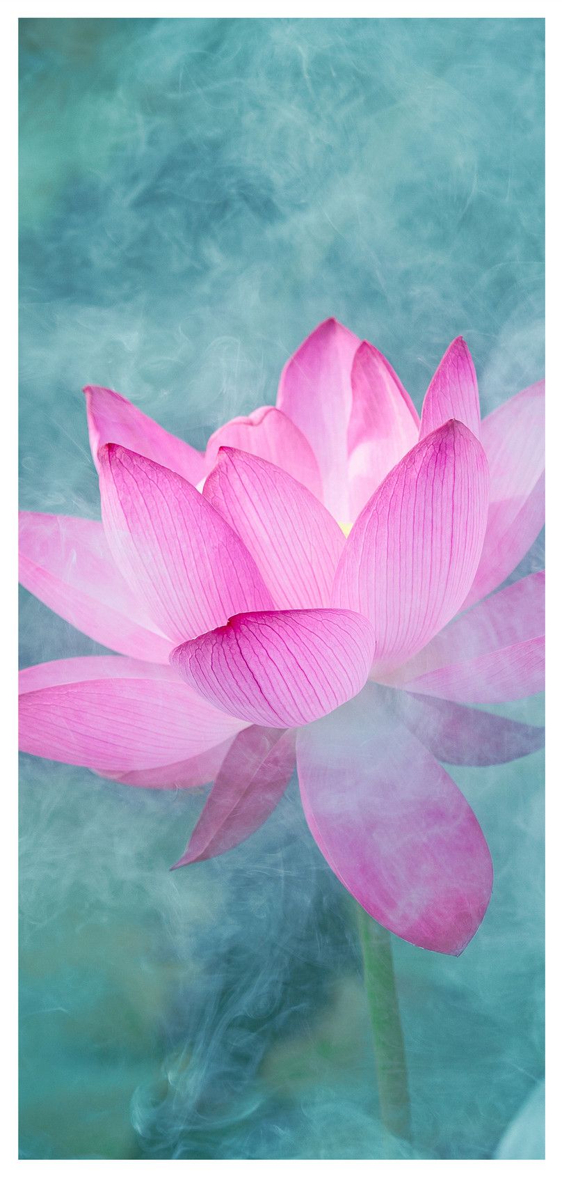 808x1692 Lotus Wallpaper For Mobile in 2020 | Lotus wallpaper Мобильные обои Цветочные изображения