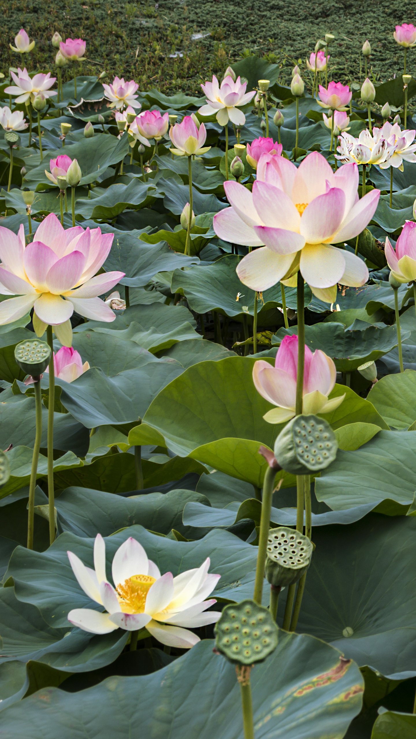 1440x2560 Earth / Lotus (1440x2560) ID обоев: 748652 - Mobile Abyss 