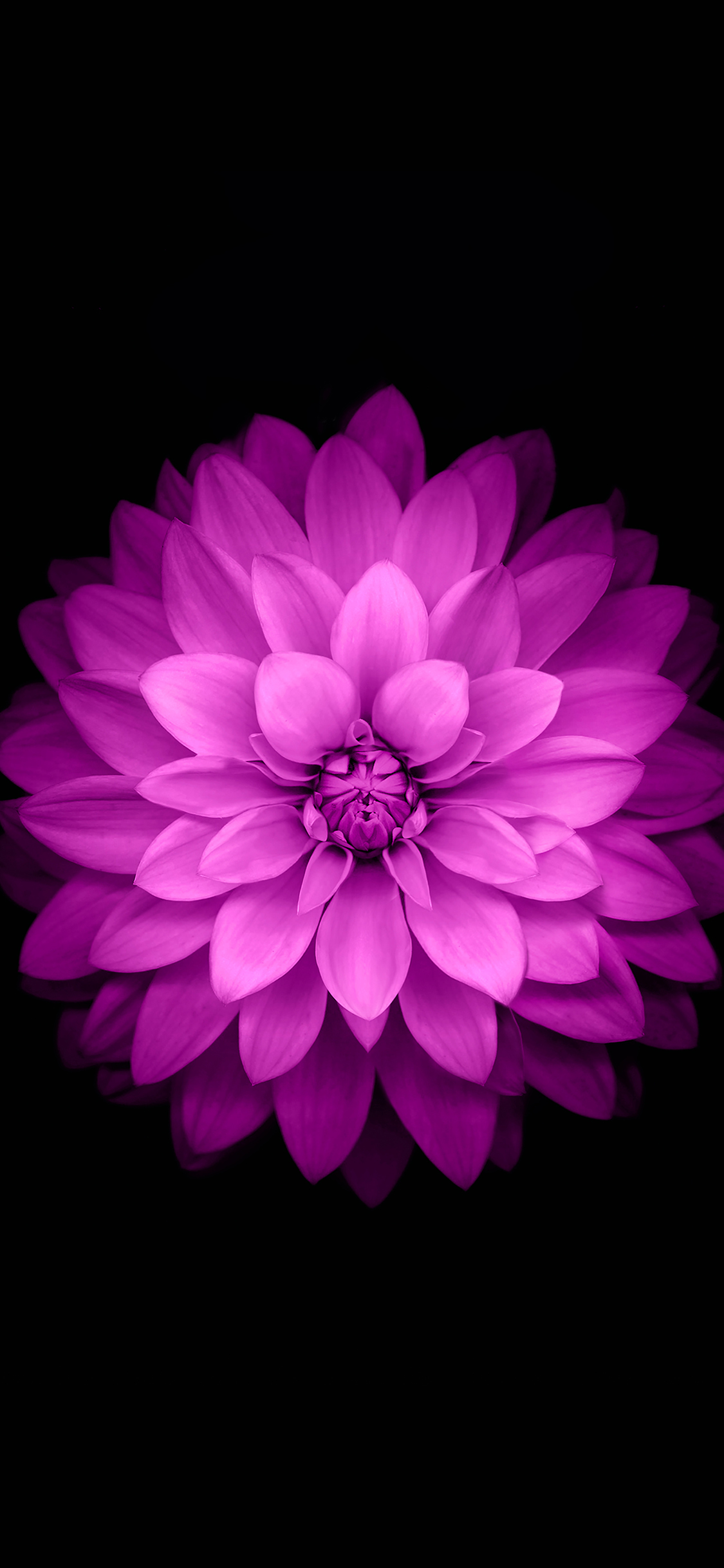 1125x2436 ac98-wallpaper-apple-red-lotus-iphone6-plus-ios8-flower-wallpaper 