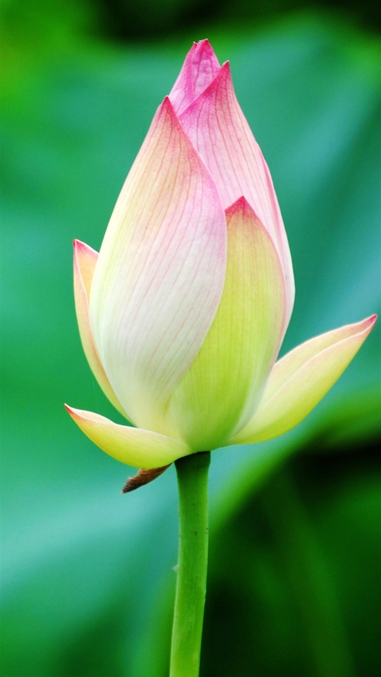 750x1334 Pure Beautiful Lotus Flower Bud Macro Bokeh Free Download Wallpapers for Phone 