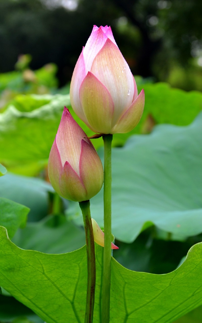 800x1280 42+] Lotus Сад обои на обоиSafari