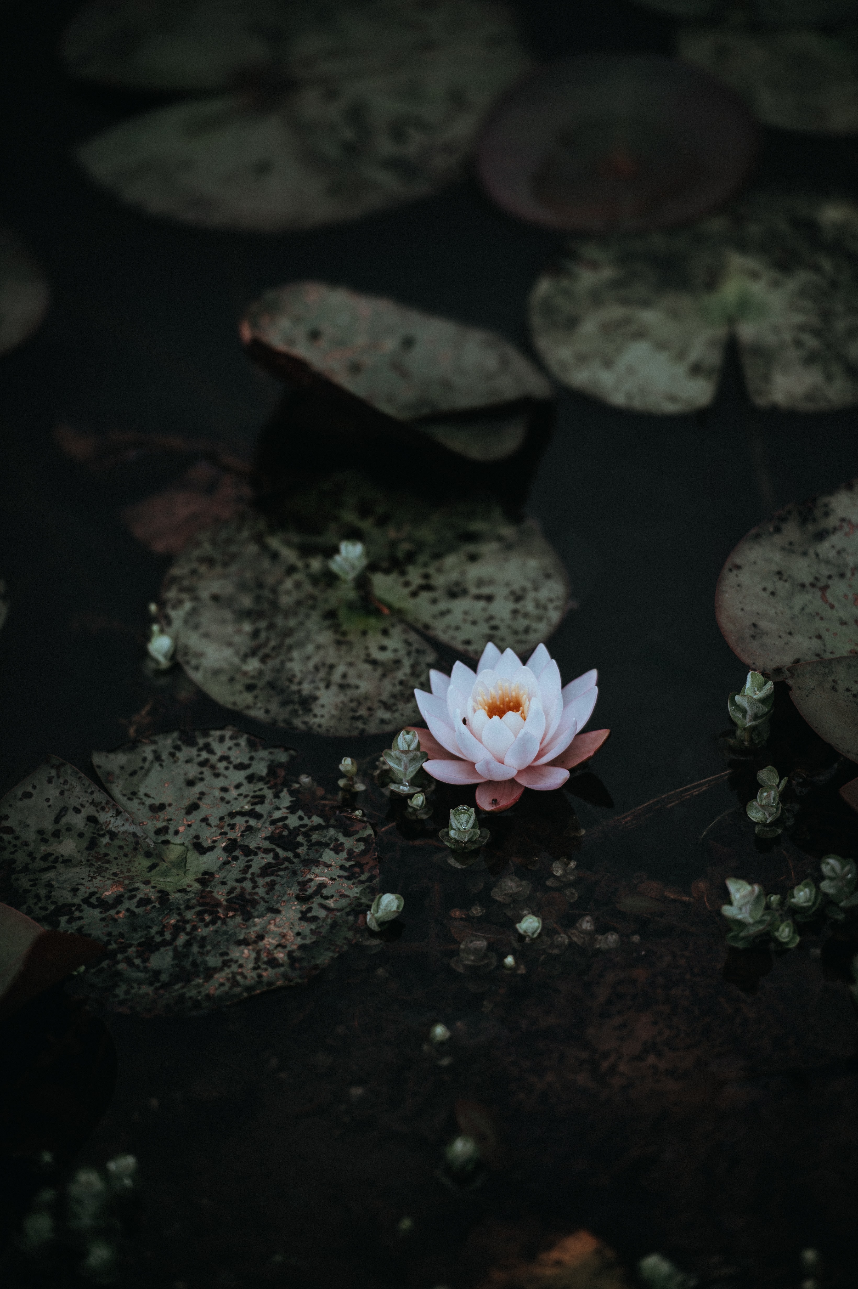 3280x4928 27+ Lotus Pictures | Скачать бесплатные изображения на Unsplash 