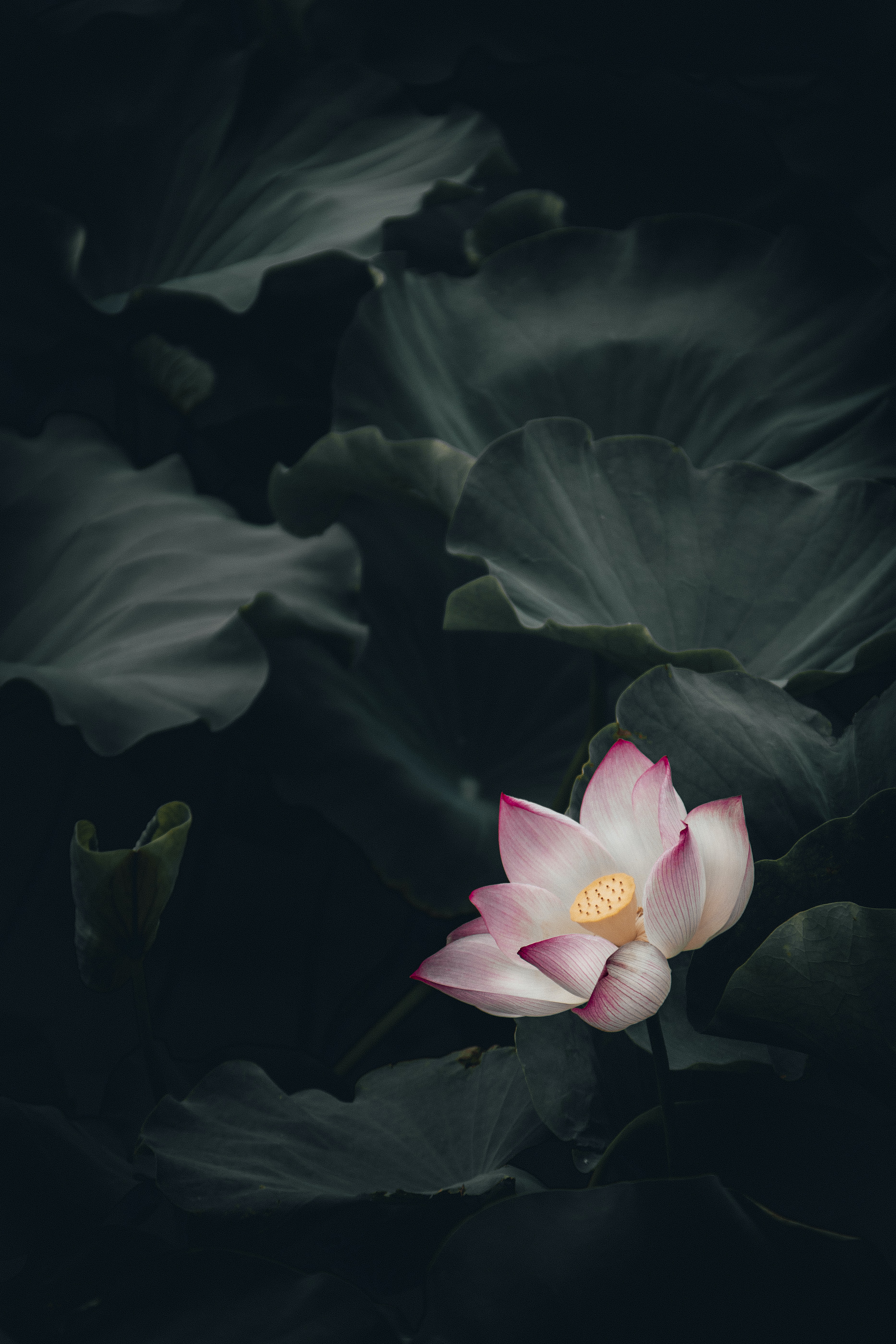 3731x5596 27+ Lotus Pictures | Скачать бесплатные изображения на Unsplash