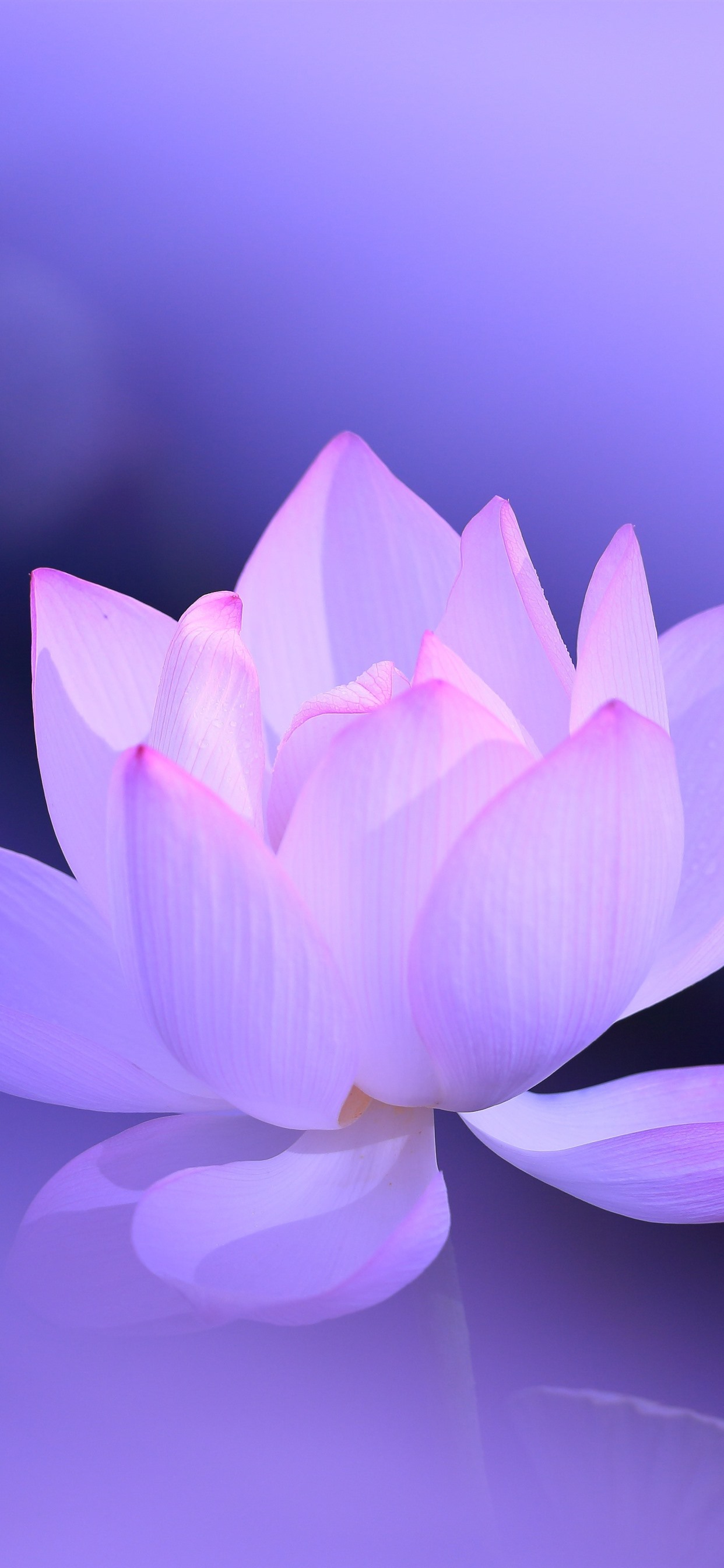 1242x2688 Lotus Фоновые изображения HD | HD Wallpapers