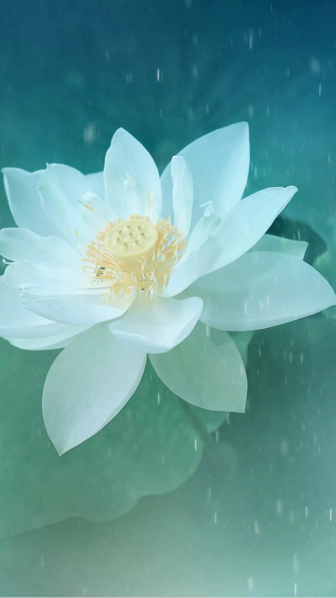 1080x1920 Pure Beautiful Lotus Flower Macro iPhone 8 Wallpapers Скачать бесплатно 