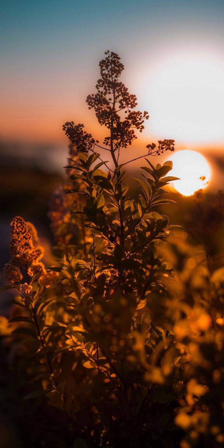 736x1472  cool Телефон Обои HD 4K - Red Moon | Прохладные обои для телефонов, обои телефона, обои для блокировки iPhone 