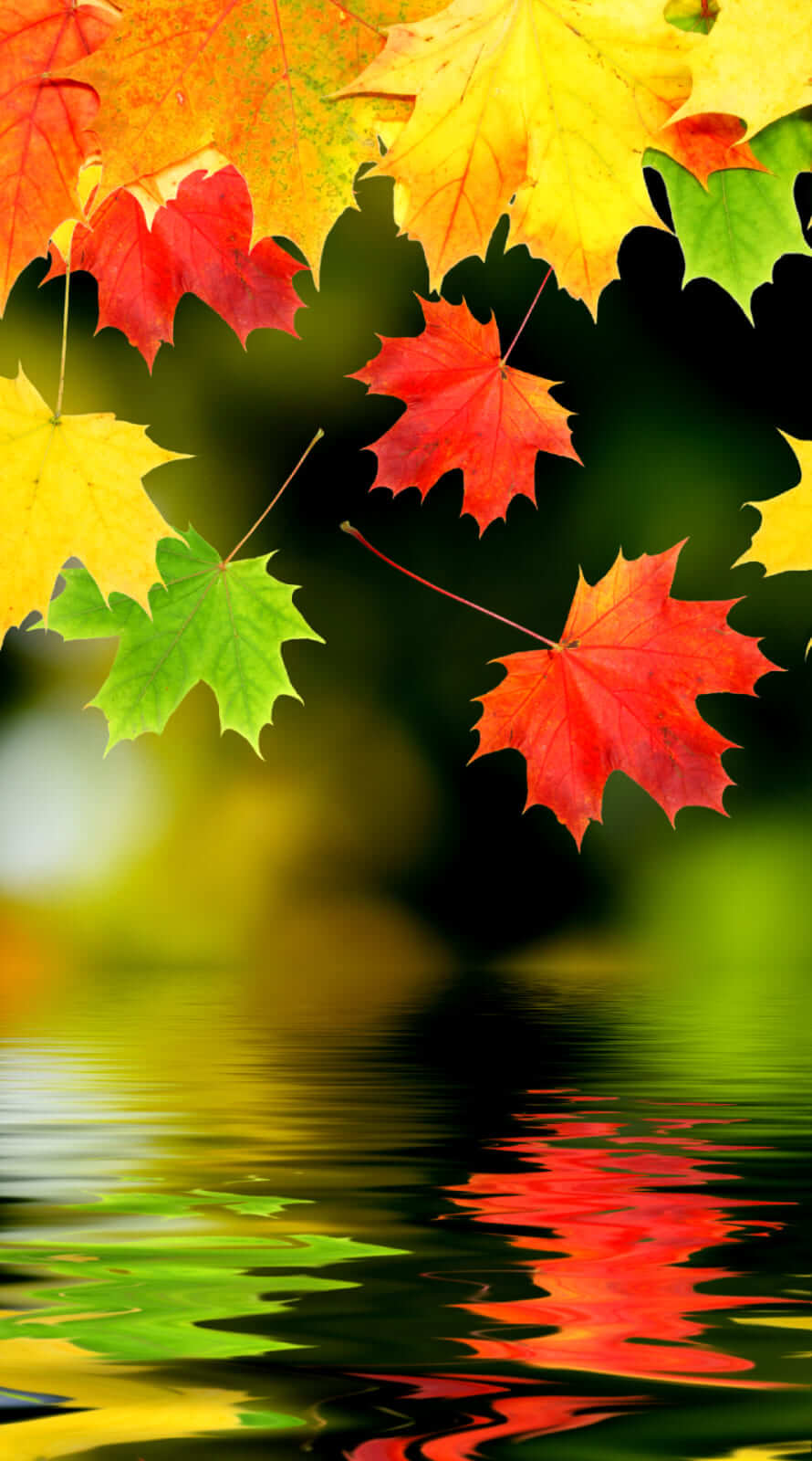 890x1600  september Calendar обои - 38 Best Desktop \ U0026 Фоны телефона. Обои - чай ​​-hub.io 