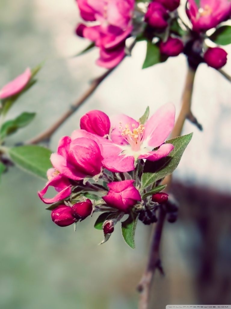 768x1024   Красивые обои для iPhone HD