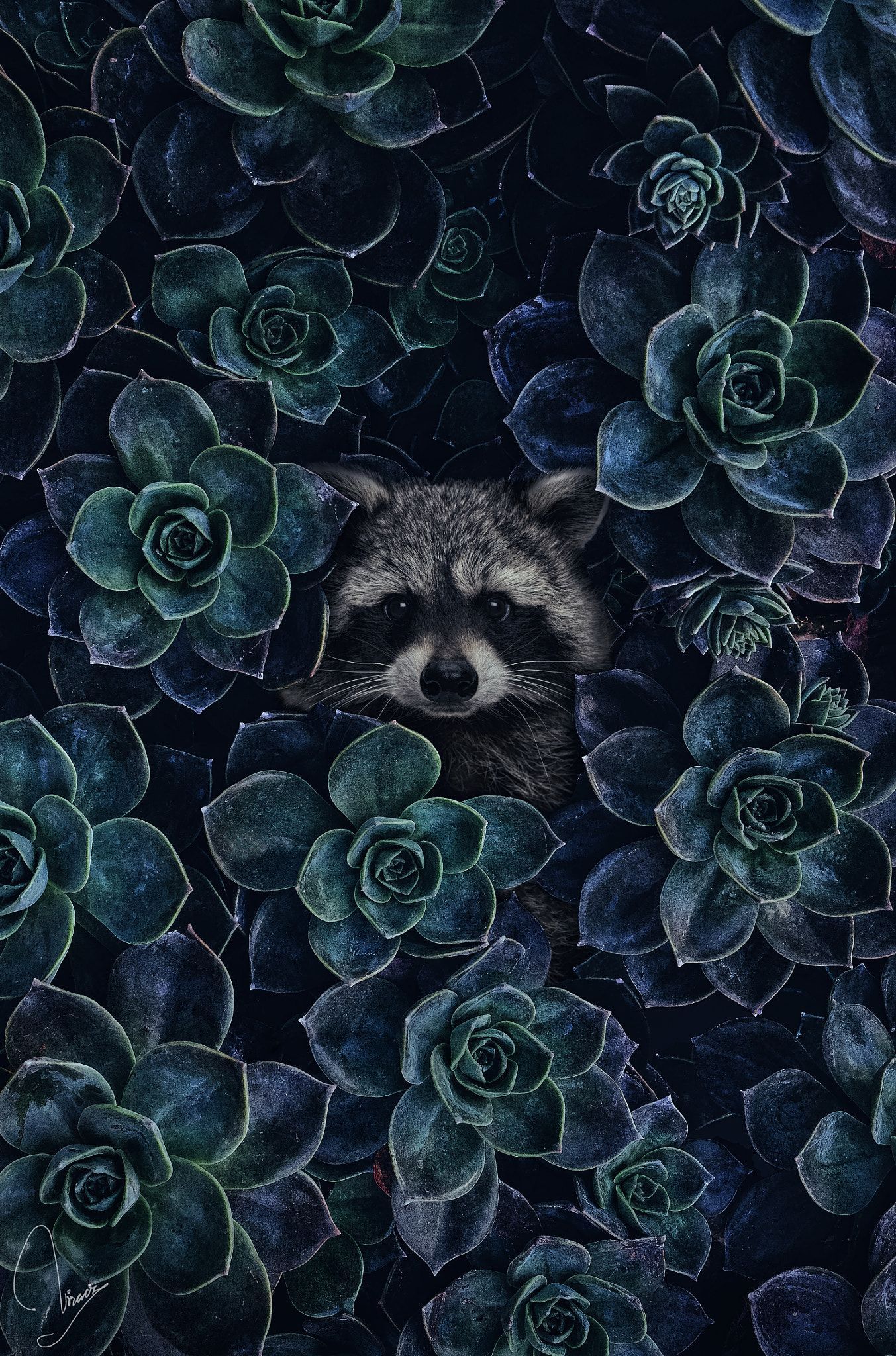 1353x2048 my favavorite raccoon | Животные обои Животные на заднем дворе Симпатичные обои