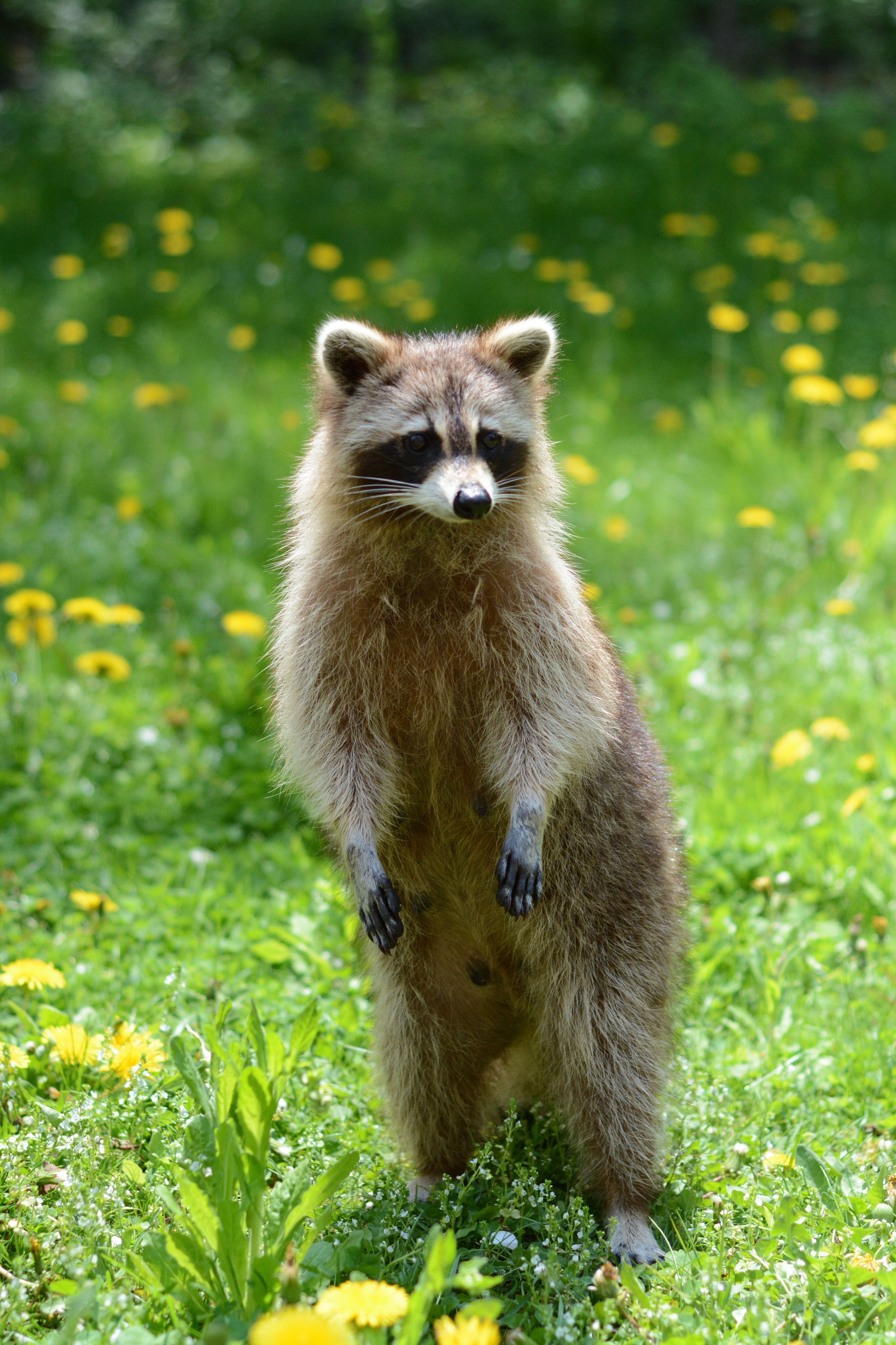 4000x6000 brown raccoon free image | Peakpx