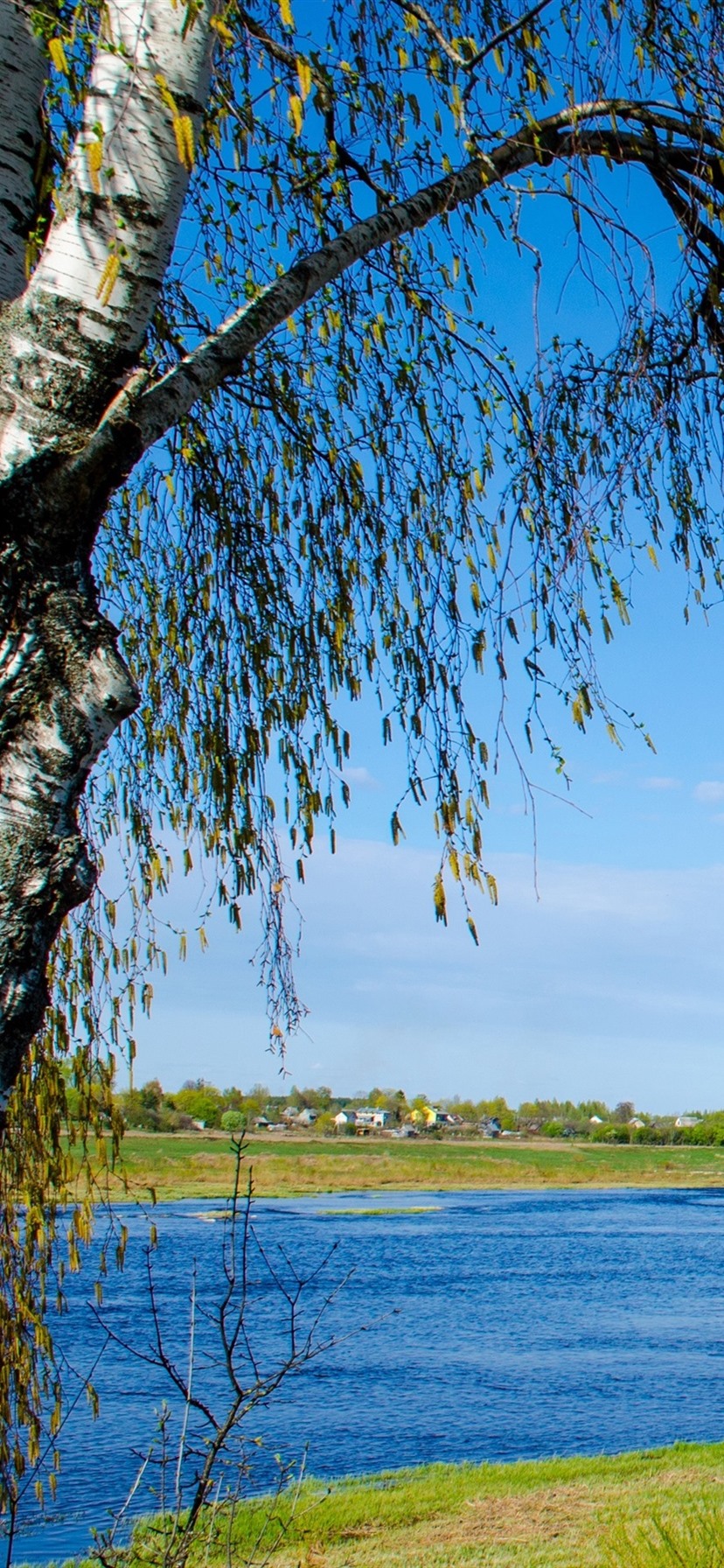 828x1792   Россия. Береза, трава, голубое небо 3840x2160 UHD 4K Picture, Image