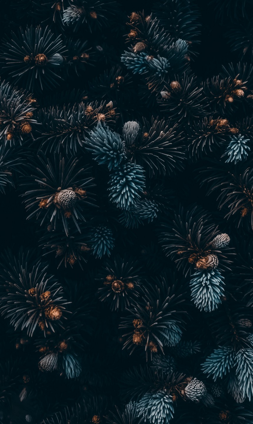 860x1440   Wallpaper Id: 404152 / Земный лес Medoveya, горы, Сочи, VSCO | Обои Flare