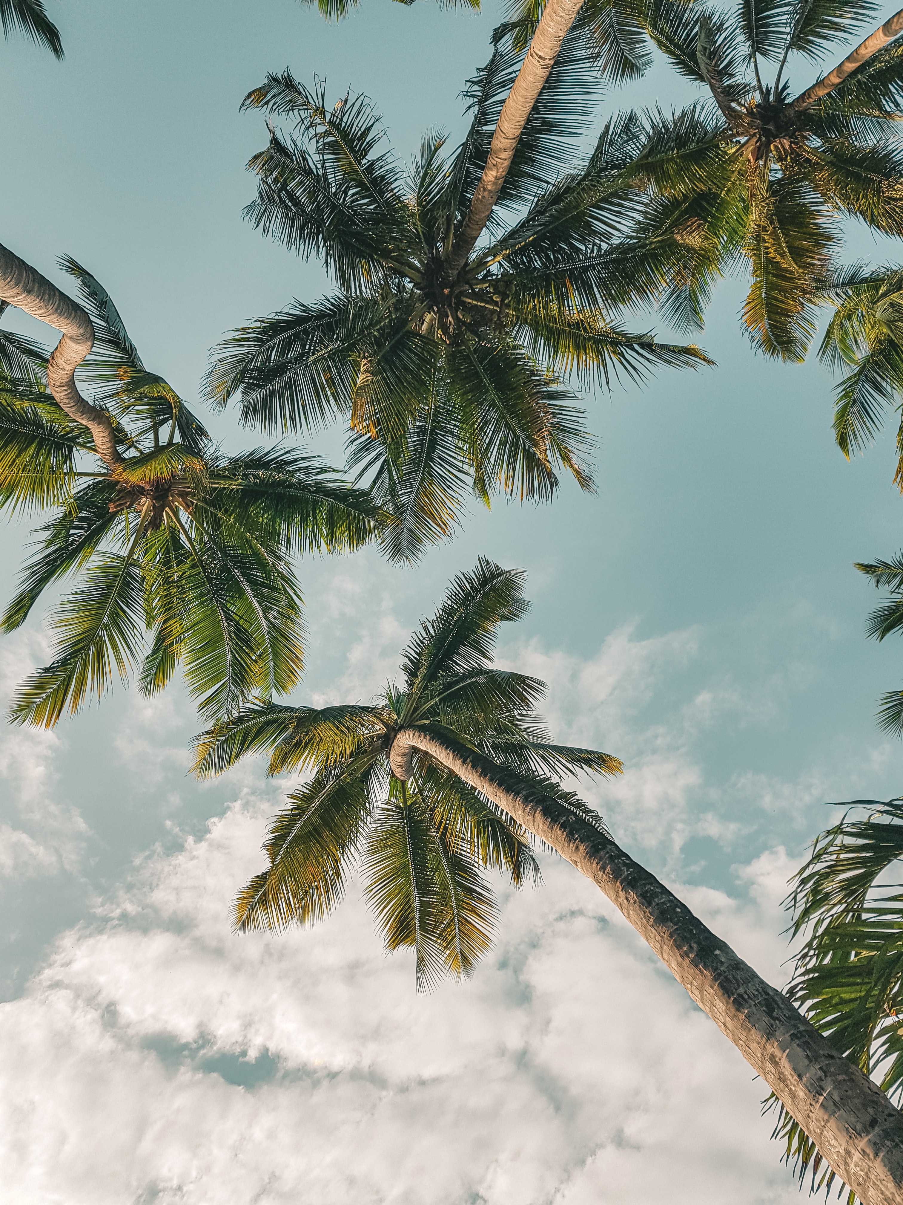 3024x4032 summer обои картинки | Скачать бесплатные изображения на Unsplash