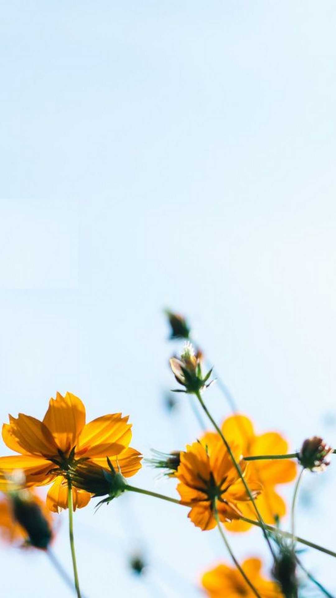 1080x1920 Summer Iphone Aesthetic Backgrounds - 736x1202 Wallpaper - teahub.io